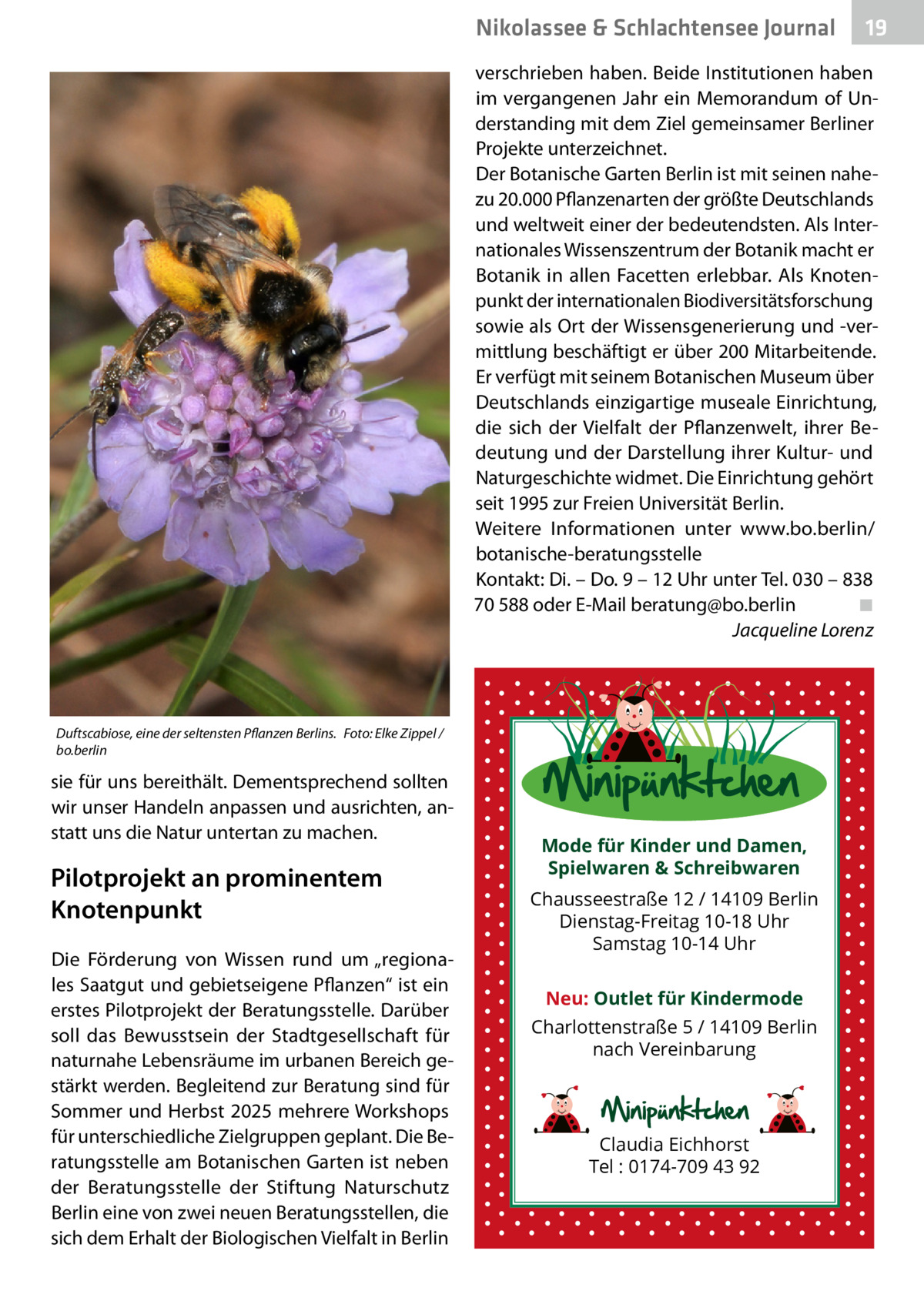 Nikolassee & Schlachtensee Journal  19  verschrieben haben. Beide Institutionen haben im vergangenen Jahr ein Memorandum of Understanding mit dem Ziel gemeinsamer Berliner Projekte unterzeichnet. Der Botanische Garten Berlin ist mit seinen nahezu 20.000 Pflanzenarten der größte Deutschlands und weltweit einer der bedeutendsten. Als Internationales Wissenszentrum der Botanik macht er Botanik in allen Facetten erlebbar. Als Knotenpunkt der internationalen Biodiversitätsforschung sowie als Ort der Wissensgenerierung und -vermittlung beschäftigt er über 200 Mitarbeitende. Er verfügt mit seinem Botanischen Museum über Deutschlands einzigartige museale Einrichtung, die sich der Vielfalt der Pflanzenwelt, ihrer Bedeutung und der Darstellung ihrer Kultur- und Naturgeschichte widmet. Die Einrichtung gehört seit 1995 zur Freien Universität Berlin. Weitere Informationen unter www.bo.berlin/ botanische-beratungsstelle Kontakt: Di. – Do. 9 – 12 Uhr unter Tel. 030 – 838 70 588 oder E-Mail beratung@bo.berlin� ◾ � Jacqueline Lorenz  Duftscabiose, eine der seltensten Pflanzen Berlins.� Foto: Elke Zippel / bo.berlin  sie für uns bereithält. Dementsprechend sollten wir unser Handeln anpassen und ausrichten, anstatt uns die Natur untertan zu machen.  Pilotprojekt an prominentem Knotenpunkt Die Förderung von Wissen rund um „regionales Saatgut und gebietseigene Pflanzen“ ist ein erstes Pilotprojekt der Beratungsstelle. Darüber soll das Bewusstsein der Stadtgesellschaft für naturnahe Lebensräume im urbanen Bereich gestärkt werden. Begleitend zur Beratung sind für Sommer und Herbst 2025 mehrere Workshops für unterschiedliche Zielgruppen geplant. Die Beratungsstelle am Botanischen Garten ist neben der Beratungsstelle der Stiftung Naturschutz Berlin eine von zwei neuen Beratungsstellen, die sich dem Erhalt der Biologischen Vielfalt in Berlin  Mode für Kinder und Damen, Spielwaren & Schreibwaren Chausseestraße 12 / 14109 Berlin Dienstag-Freitag 10-18 Uhr Samstag 10-14 Uhr Neu: Outlet für Kindermode Charlottenstraße 5 / 14109 Berlin nach Vereinbarung  Claudia Eichhorst Tel : 0174-709 43 92