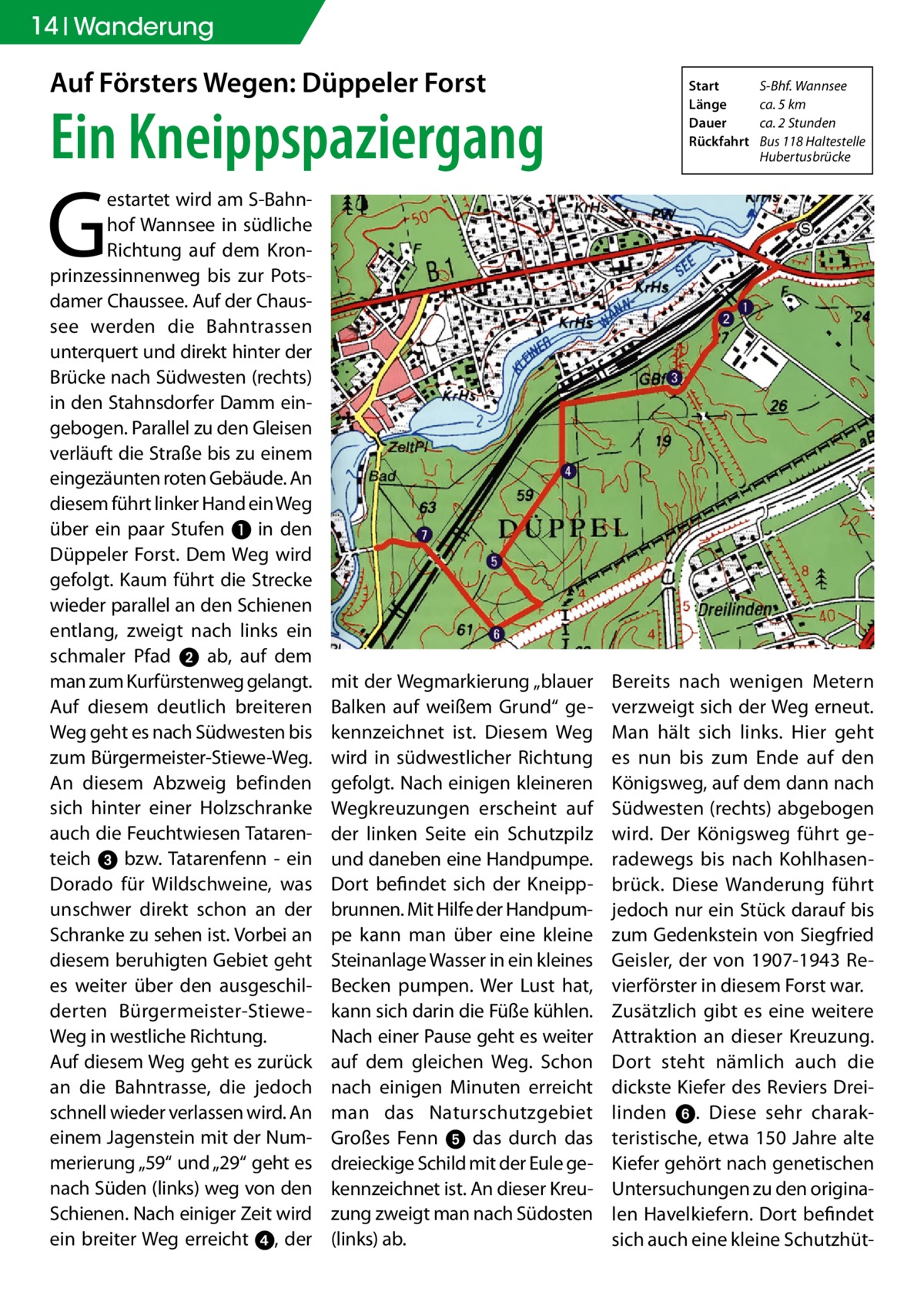 14 Wanderung  Auf Försters Wegen: Düppeler Forst  Ein Kneippspaziergang  Start	 S-Bhf. Wannsee Länge	 ca. 5 km Dauer	 ca. 2 Stunden Rückfahrt	 Bus 118 Haltestelle 	Hubertusbrücke  G  estartet wird am S-Bahnhof Wannsee in südliche Richtung auf dem Kronprinzessinnenweg bis zur Potsdamer Chaussee. Auf der Chaussee werden die Bahntrassen unterquert und direkt hinter der Brücke nach Südwesten (rechts) in den Stahnsdorfer Damm eingebogen. Parallel zu den Gleisen verläuft die Straße bis zu einem eingezäunten roten Gebäude. An diesem führt linker Hand ein Weg über ein paar Stufen ❶ in den Düppeler Forst. Dem Weg wird gefolgt. Kaum führt die Strecke wieder parallel an den Schienen entlang, zweigt nach links ein schmaler Pfad 2 ab, auf dem man zum Kurfürstenweg gelangt. Auf diesem deutlich breiteren Weg geht es nach Südwesten bis zum Bürgermeister-Stiewe-Weg. An diesem Abzweig befinden sich hinter einer Holzschranke auch die Feuchtwiesen Tatarenteich 3 bzw. Tatarenfenn - ein Dorado für Wildschweine, was unschwer direkt schon an der Schranke zu sehen ist. Vorbei an diesem beruhigten Gebiet geht es weiter über den ausgeschilderten Bürgermeister-StieweWeg in westliche Richtung. Auf diesem Weg geht es zurück an die Bahntrasse, die jedoch schnell wieder verlassen wird. An einem Jagenstein mit der Nummerierung „59“ und „29“ geht es nach Süden (links) weg von den Schienen. Nach einiger Zeit wird ein breiter Weg erreicht 4, der  mit der Wegmarkierung „blauer Balken auf weißem Grund“ gekennzeichnet ist. Diesem Weg wird in südwestlicher Richtung gefolgt. Nach einigen kleineren Wegkreuzungen erscheint auf der linken Seite ein Schutzpilz und daneben eine Handpumpe. Dort befindet sich der Kneippbrunnen. Mit Hilfe der Handpumpe kann man über eine kleine Steinanlage Wasser in ein kleines Becken pumpen. Wer Lust hat, kann sich darin die Füße kühlen. Nach einer Pause geht es weiter auf dem gleichen Weg. Schon nach einigen Minuten erreicht man das Naturschutzgebiet Großes Fenn 5 das durch das dreieckige Schild mit der Eule gekennzeichnet ist. An dieser Kreuzung zweigt man nach Südosten (links) ab.  Bereits nach wenigen Metern verzweigt sich der Weg erneut. Man hält sich links. Hier geht es nun bis zum Ende auf den Königsweg, auf dem dann nach Südwesten (rechts) abgebogen wird. Der Königsweg führt geradewegs bis nach Kohlhasenbrück. Diese Wanderung führt jedoch nur ein Stück darauf bis zum Gedenkstein von Siegfried Geisler, der von 1907-1943 Revierförster in diesem Forst war. Zusätzlich gibt es eine weitere Attraktion an dieser Kreuzung. Dort steht nämlich auch die dickste Kiefer des Reviers Dreilinden 6. Diese sehr charakteristische, etwa 150 Jahre alte Kiefer gehört nach genetischen Untersuchungen zu den originalen Havelkiefern. Dort befindet sich auch eine kleine Schutzhü