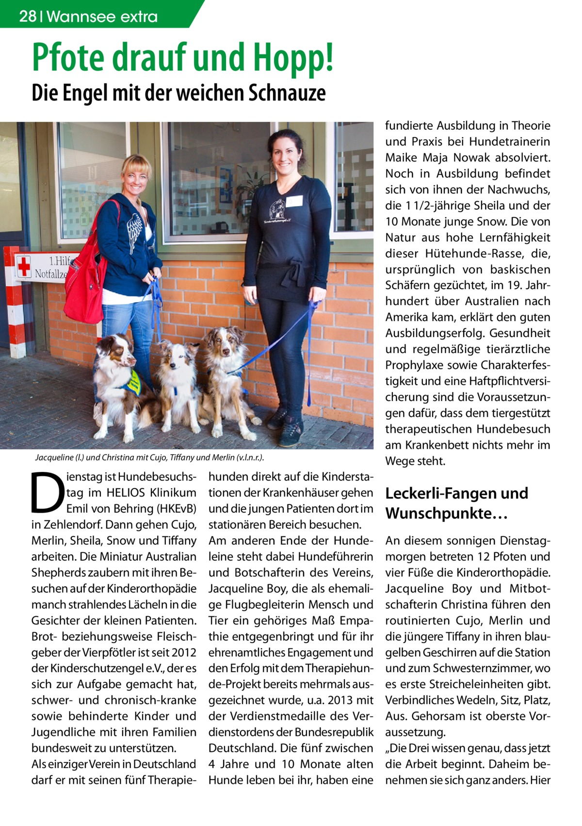 28 Wannsee extra  Pfote drauf und Hopp! Die Engel mit der weichen Schnauze  Jacqueline (l.) und Christina mit Cujo, Tiffany und Merlin (v.l.n.r.).  D  ienstag ist Hundebesuchstag im HELIOS Klinikum Emil von Behring (HKEvB) in Zehlendorf. Dann gehen Cujo, Merlin, Sheila, Snow und Tiffany arbeiten. Die Miniatur Australian Shepherds zaubern mit ihren Besuchen auf der Kinderorthopädie manch strahlendes Lächeln in die Gesichter der kleinen Patienten. Brot- beziehungsweise Fleischgeber der Vierpfötler ist seit 2012 der Kinderschutzengel e.V., der es sich zur Aufgabe gemacht hat, schwer- und chronisch-kranke sowie behinderte Kinder und Jugendliche mit ihren Familien bundesweit zu unterstützen. Als einziger Verein in Deutschland darf er mit seinen fünf Therapie hunden direkt auf die Kinderstationen der Krankenhäuser gehen und die jungen Patienten dort im stationären Bereich besuchen. Am anderen Ende der Hundeleine steht dabei Hundeführerin und Botschafterin des Vereins, Jacqueline Boy, die als ehemalige Flugbegleiterin Mensch und Tier ein gehöriges Maß Empathie entgegenbringt und für ihr ehrenamtliches Engagement und den Erfolg mit dem Therapiehunde-Projekt bereits mehrmals ausgezeichnet wurde, u.a. 2013 mit der Verdienstmedaille des Verdienstordens der Bundesrepublik Deutschland. Die fünf zwischen 4 Jahre und 10 Monate alten Hunde leben bei ihr, haben eine  fundierte Ausbildung in Theorie und Praxis bei Hundetrainerin Maike Maja Nowak absolviert. Noch in Ausbildung befindet sich von ihnen der Nachwuchs, die 1 1/2-jährige Sheila und der 10 Monate junge Snow. Die von Natur aus hohe Lernfähigkeit dieser Hütehunde-Rasse, die, ursprünglich von baskischen Schäfern gezüchtet, im 19. Jahrhundert über Australien nach Amerika kam, erklärt den guten Ausbildungserfolg. Gesundheit und regelmäßige tierärztliche Prophylaxe sowie Charakterfestigkeit und eine Haftpflichtversicherung sind die Voraussetzungen dafür, dass dem tiergestützt therapeutischen Hundebesuch am Krankenbett nichts mehr im Wege steht.  Leckerli-Fangen und Wunschpunkte… An diesem sonnigen Dienstagmorgen betreten 12 Pfoten und vier Füße die Kinderorthopädie. Jacqueline Boy und Mitbotschafterin Christina führen den routinierten Cujo, Merlin und die jüngere Tiffany in ihren blaugelben Geschirren auf die Station und zum Schwesternzimmer, wo es erste Streicheleinheiten gibt. Verbindliches Wedeln, Sitz, Platz, Aus. Gehorsam ist oberste Voraussetzung. „Die Drei wissen genau, dass jetzt die Arbeit beginnt. Daheim benehmen sie sich ganz anders. Hier