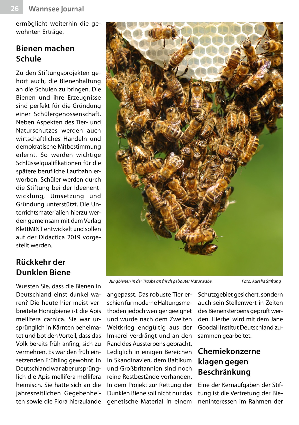 26  Wannsee Journal  ermöglicht weiterhin die gewohnten Erträge.  Bienen machen Schule Zu den Stiftungsprojekten gehört auch, die Bienenhaltung an die Schulen zu bringen. Die Bienen und ihre Erzeugnisse sind perfekt für die Gründung einer Schülergenossenschaft. Neben Aspekten des Tier- und Naturschutzes werden auch wirtschaftliches Handeln und demokratische Mitbestimmung erlernt. So werden wichtige Schlüsselqualifikationen für die spätere berufliche Laufbahn erworben. Schüler werden durch die Stiftung bei der Ideenentwicklung, Umsetzung und Gründung unterstützt. Die Unterrichtsmaterialien hierzu werden gemeinsam mit dem Verlag KlettMINT entwickelt und sollen auf der Didactica 2019 vorgestellt werden.  Rückkehr der Dunklen Biene Wussten Sie, dass die Bienen in Deutschland einst dunkel waren? Die heute hier meist verbreitete Honigbiene ist die Apis mellifera carnica. Sie war ursprünglich in Kärnten beheimatet und bot den Vorteil, dass das Volk bereits früh anfing, sich zu vermehren. Es war den früh einsetzenden Frühling gewohnt. In Deutschland war aber ursprünglich die Apis mellifera mellifera heimisch. Sie hatte sich an die jahreszeitlichen Gegebenheiten sowie die Flora hierzulande  Jungbienen in der Traube an frisch gebauter Naturwabe.�  angepasst. Das robuste Tier erschien für moderne Haltungsmethoden jedoch weniger geeignet und wurde nach dem Zweiten Weltkrieg endgültig aus der Imkerei verdrängt und an den Rand des Aussterbens gebracht. Lediglich in einigen Bereichen in Skandinavien, dem Baltikum und Großbritannien sind noch reine Restbestände vorhanden. In dem Projekt zur Rettung der Dunklen Biene soll nicht nur das genetische Material in einem  Foto: Aurelia Stiftung  Schutzgebiet gesichert, sondern auch sein Stellenwert in Zeiten des Bienensterbens geprüft werden. Hierbei wird mit dem Jane Goodall Institut Deutschland zusammen gearbeitet.  Chemiekonzerne klagen gegen Beschränkung Eine der Kernaufgaben der Stiftung ist die Vertretung der Bieneninteressen im Rahmen der