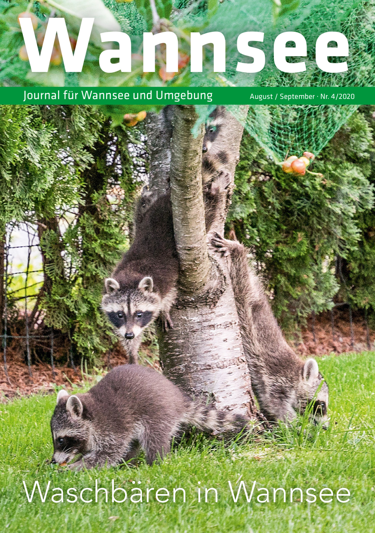 Wannsee Journal für Wannsee und Umgebung  August / September · Nr. 4/2020  Waschbären in Wannsee