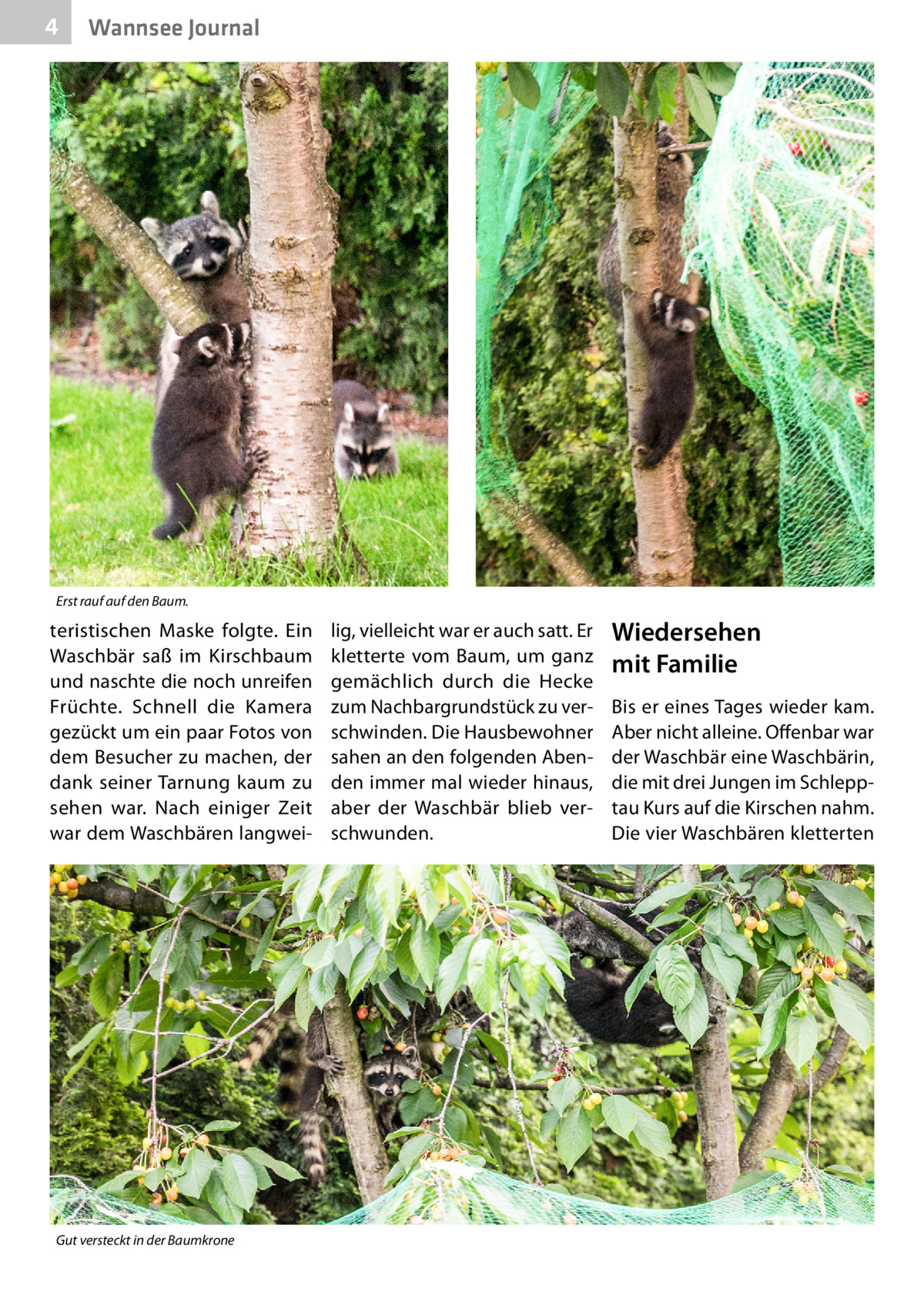 4  Wannsee Journal  Erst rauf auf den Baum.  teristischen Maske folgte. Ein Waschbär saß im Kirschbaum und naschte die noch unreifen Früchte. Schnell die Kamera gezückt um ein paar Fotos von dem Besucher zu machen, der dank seiner Tarnung kaum zu sehen war. Nach einiger Zeit war dem Waschbären langwei Gut versteckt in der Baumkrone  lig, vielleicht war er auch satt. Er kletterte vom Baum, um ganz gemächlich durch die Hecke zum Nachbargrundstück zu verschwinden. Die Hausbewohner sahen an den folgenden Abenden immer mal wieder hinaus, aber der Waschbär blieb verschwunden.  Wiedersehen mit Familie Bis er eines Tages wieder kam. Aber nicht alleine. Offenbar war der Waschbär eine Waschbärin, die mit drei Jungen im Schlepptau Kurs auf die Kirschen nahm. Die vier Waschbären kletterten