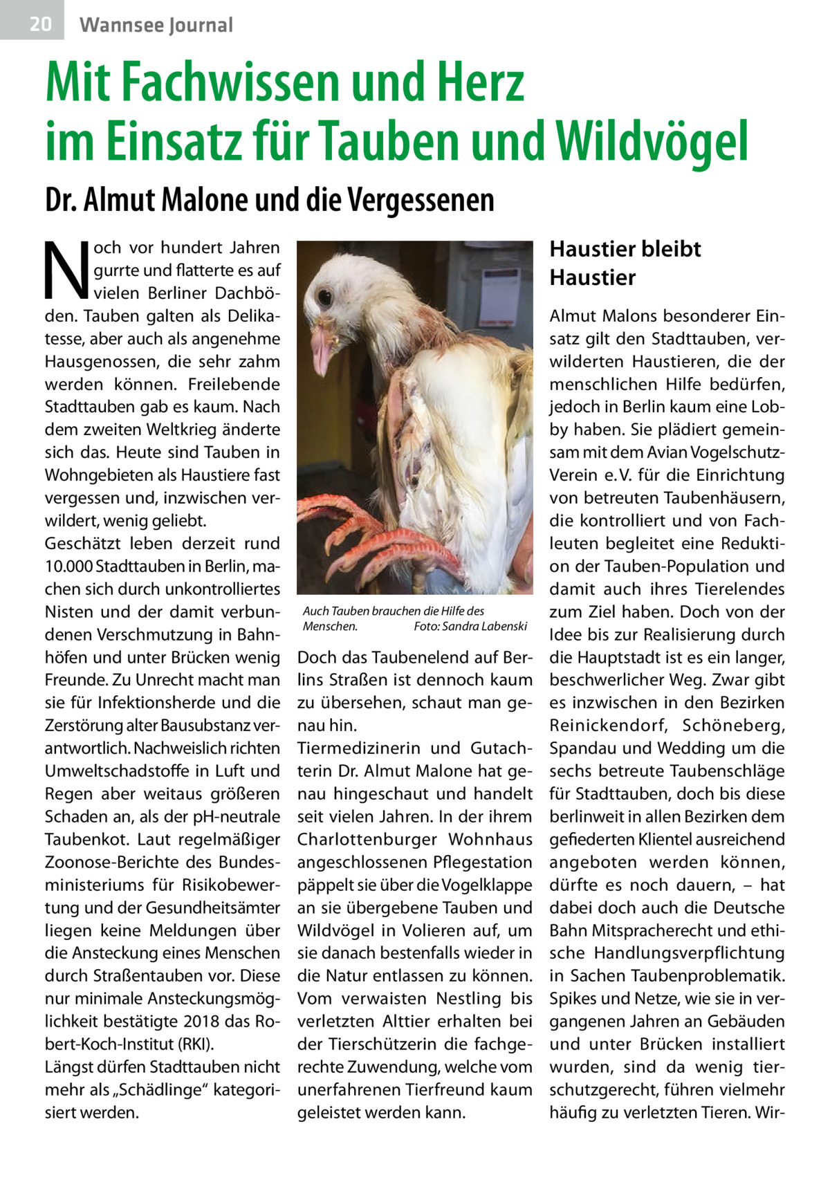 20  Wannsee Journal  Mit Fachwissen und Herz im Einsatz für Tauben und Wildvögel Dr. Almut Malone und die Vergessenen  N  och vor hundert Jahren gurrte und flatterte es auf vielen Berliner Dachböden. Tauben galten als Delikatesse, aber auch als angenehme Hausgenossen, die sehr zahm werden können. Freilebende Stadttauben gab es kaum. Nach dem zweiten Weltkrieg änderte sich das. Heute sind Tauben in Wohngebieten als Haustiere fast vergessen und, inzwischen verwildert, wenig geliebt. Geschätzt leben derzeit rund 10.000 Stadttauben in Berlin, machen sich durch unkontrolliertes Nisten und der damit verbundenen Verschmutzung in Bahnhöfen und unter Brücken wenig Freunde. Zu Unrecht macht man sie für Infektionsherde und die Zerstörung alter Bausubstanz verantwortlich. Nachweislich richten Umweltschadstoffe in Luft und Regen aber weitaus größeren Schaden an, als der pH-neutrale Taubenkot. Laut regelmäßiger Zoonose-Berichte des Bundesministeriums für Risikobewertung und der Gesundheitsämter liegen keine Meldungen über die Ansteckung eines Menschen durch Straßentauben vor. Diese nur minimale Ansteckungsmöglichkeit bestätigte 2018 das Robert-Koch-Institut (RKI). Längst dürfen Stadttauben nicht mehr als „Schädlinge“ kategorisiert werden.  Haustier bleibt Haustier  Auch Tauben brauchen die Hilfe des Menschen.� Foto: Sandra Labenski  Doch das Taubenelend auf Berlins Straßen ist dennoch kaum zu übersehen, schaut man genau hin. Tiermedizinerin und Gutachterin Dr. Almut Malone hat genau hingeschaut und handelt seit vielen Jahren. In der ihrem Charlottenburger Wohnhaus angeschlossenen Pflegestation päppelt sie über die Vogelklappe an sie übergebene Tauben und Wildvögel in Volieren auf, um sie danach bestenfalls wieder in die Natur entlassen zu können. Vom verwaisten Nestling bis verletzten Alttier erhalten bei der Tierschützerin die fachgerechte Zuwendung, welche vom unerfahrenen Tierfreund kaum geleistet werden kann.  Almut Malons besonderer Einsatz gilt den Stadttauben, verwilderten Haustieren, die der menschlichen Hilfe bedürfen, jedoch in Berlin kaum eine Lobby haben. Sie plädiert gemeinsam mit dem Avian VogelschutzVerein e. V. für die Einrichtung von betreuten Taubenhäusern, die kontrolliert und von Fachleuten begleitet eine Reduktion der Tauben-Population und damit auch ihres Tierelendes zum Ziel haben. Doch von der Idee bis zur Realisierung durch die Hauptstadt ist es ein langer, beschwerlicher Weg. Zwar gibt es inzwischen in den Bezirken Reinickendorf, Schöneberg, Spandau und Wedding um die sechs betreute Taubenschläge für Stadttauben, doch bis diese berlinweit in allen Bezirken dem gefiederten Klientel ausreichend angeboten werden können, dürfte es noch dauern, – hat dabei doch auch die Deutsche Bahn Mitspracherecht und ethische Handlungsverpflichtung in Sachen Taubenproblematik. Spikes und Netze, wie sie in vergangenen Jahren an Gebäuden und unter Brücken installiert wurden, sind da wenig tierschutzgerecht, führen vielmehr häufig zu verletzten Tieren. Wi