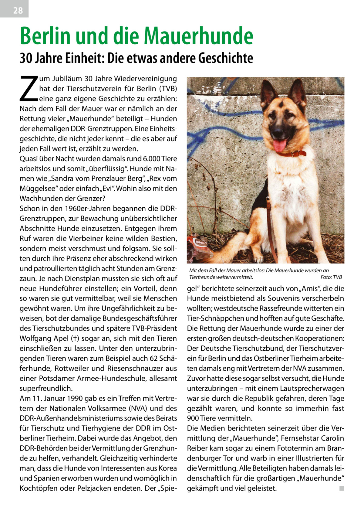 28  Berlin und die Mauerhunde 30 Jahre Einheit: Die etwas andere Geschichte  Z  um Jubiläum 30 Jahre Wiedervereinigung hat der Tierschutzverein für Berlin (TVB) eine ganz eigene Geschichte zu erzählen: Nach dem Fall der Mauer war er nämlich an der Rettung vieler „Mauerhunde“ beteiligt – Hunden der ehemaligen DDR-Grenztruppen. Eine Einheitsgeschichte, die nicht jeder kennt – die es aber auf jeden Fall wert ist, erzählt zu werden. Quasi über Nacht wurden damals rund 6.000 Tiere arbeitslos und somit „überflüssig“. Hunde mit Namen wie „Sandra vom Prenzlauer Berg“, „Rex vom Müggelsee“ oder einfach „Evi“. Wohin also mit den Wachhunden der Grenzer? Schon in den 1960er-Jahren begannen die DDRGrenztruppen, zur Bewachung unübersichtlicher Abschnitte Hunde einzusetzen. Entgegen ihrem Ruf waren die Vierbeiner keine wilden Bestien, sondern meist verschmust und folgsam. Sie sollten durch ihre Präsenz eher abschreckend wirken und patroullierten täglich acht Stunden am Grenzzaun. Je nach Dienstplan mussten sie sich oft auf neue Hundeführer einstellen; ein Vorteil, denn so waren sie gut vermittelbar, weil sie Menschen gewöhnt waren. Um ihre Ungefährlichkeit zu beweisen, bot der damalige Bundesgeschäftsführer des Tierschutzbundes und spätere TVB-Präsident Wolfgang Apel (†) sogar an, sich mit den Tieren einschließen zu lassen. Unter den unterzubringenden Tieren waren zum Beispiel auch 62 Schäferhunde, Rottweiler und Riesenschnauzer aus einer Potsdamer Armee-Hundeschule, allesamt superfreundlich. Am 11. Januar 1990 gab es ein Treffen mit Vertretern der Nationalen Volksarmee (NVA) und des DDR-Außenhandelsministeriums sowie des Beirats für Tierschutz und Tierhygiene der DDR im Ostberliner Tierheim. Dabei wurde das Angebot, den DDR-Behörden bei der Vermittlung der Grenzhunde zu helfen, verhandelt. Gleichzeitig verhinderte man, dass die Hunde von Interessenten aus Korea und Spanien erworben wurden und womöglich in Kochtöpfen oder Pelzjacken endeten. Der „Spie Mit dem Fall der Mauer arbeitslos: Die Mauerhunde wurden an Tierfreunde weitervermittelt.� Foto: TVB  gel“ berichtete seinerzeit auch von „Amis“, die die Hunde meistbietend als Souvenirs verscherbeln wollten; westdeutsche Rassefreunde witterten ein Tier-Schnäppchen und hofften auf gute Geschäfte. Die Rettung der Mauerhunde wurde zu einer der ersten großen deutsch-deutschen Kooperationen: Der Deutsche Tierschutzbund, der Tierschutzverein für Berlin und das Ostberliner Tierheim arbeiteten damals eng mit Vertretern der NVA zusammen. Zuvor hatte diese sogar selbst versucht, die Hunde unterzubringen – mit einem Lautsprecherwagen war sie durch die Republik gefahren, deren Tage gezählt waren, und konnte so immerhin fast 900 Tiere vermitteln. Die Medien berichteten seinerzeit über die Vermittlung der „Mauer­hunde“, Fernsehstar Carolin Reiber kam sogar zu einem Fototermin am Brandenburger Tor und warb in einer Illustrierten für die Vermittlung. Alle Beteiligten haben damals leidenschaftlich für die großartigen „Mauerhunde“ gekämpft und viel geleistet.� ◾