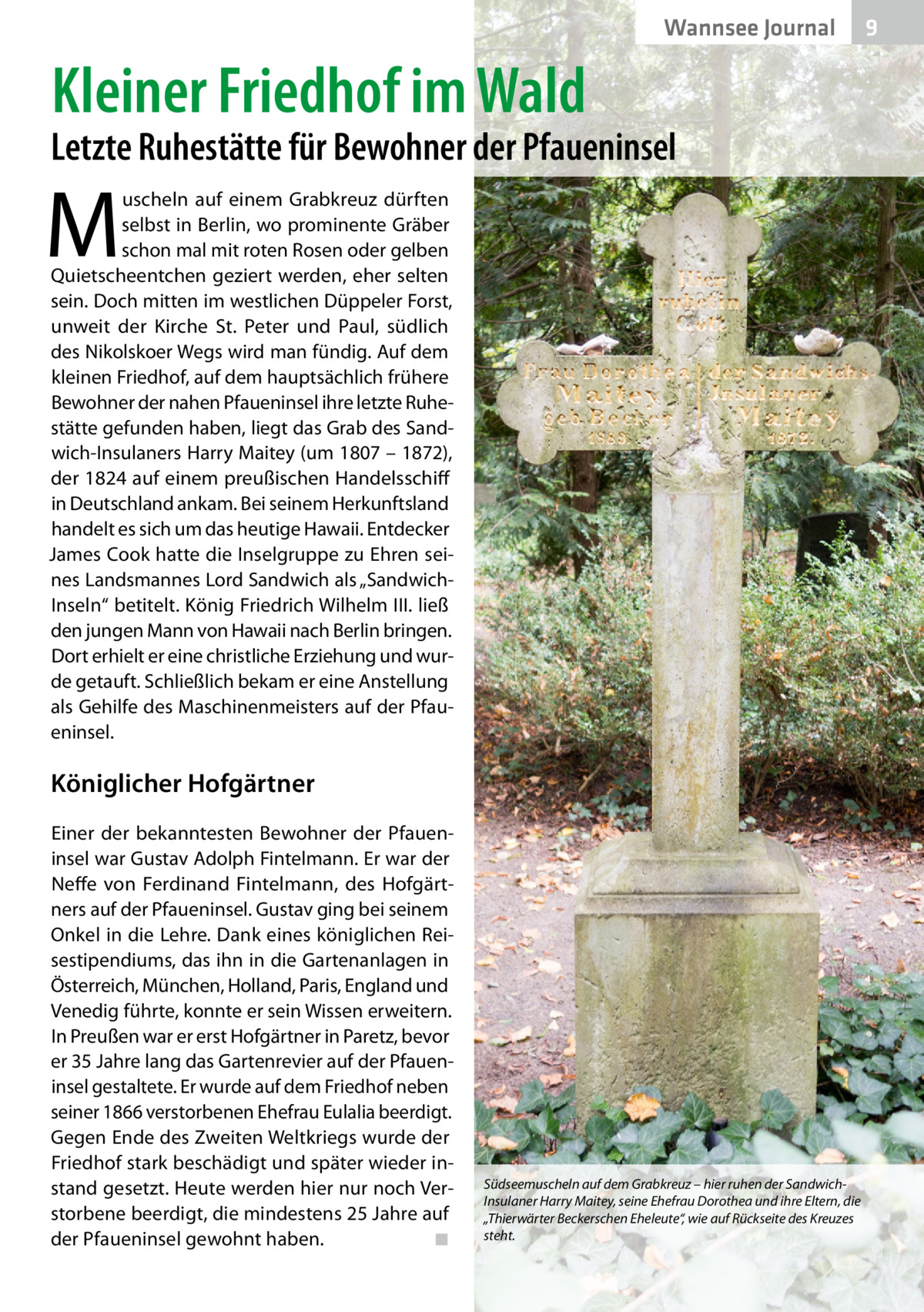 Wannsee Journal  Kleiner Friedhof im Wald  Letzte Ruhestätte für Bewohner der Pfaueninsel  M  uscheln auf einem Grabkreuz dürften selbst in Berlin, wo prominente Gräber schon mal mit roten Rosen oder gelben Quietscheentchen geziert werden, eher selten sein. Doch mitten im westlichen Düppeler Forst, unweit der Kirche St. Peter und Paul, südlich des Nikolskoer Wegs wird man fündig. Auf dem kleinen Friedhof, auf dem hauptsächlich frühere Bewohner der nahen Pfaueninsel ihre letzte Ruhestätte gefunden haben, liegt das Grab des Sandwich-Insulaners Harry Maitey (um 1807 – 1872), der 1824 auf einem preußischen Handelsschiff in Deutschland ankam. Bei seinem Herkunftsland handelt es sich um das heutige Hawaii. Entdecker James Cook hatte die Inselgruppe zu Ehren seines Landsmannes Lord Sandwich als „SandwichInseln“ betitelt. König Friedrich Wilhelm III. ließ den jungen Mann von Hawaii nach Berlin bringen. Dort erhielt er eine christliche Erziehung und wurde getauft. Schließlich bekam er eine Anstellung als Gehilfe des Maschinenmeisters auf der Pfaueninsel.  Königlicher Hofgärtner Einer der bekanntesten Bewohner der Pfaueninsel war Gustav Adolph Fintelmann. Er war der Neffe von Ferdinand Fintelmann, des Hofgärtners auf der Pfaueninsel. Gustav ging bei seinem Onkel in die Lehre. Dank eines königlichen Reisestipendiums, das ihn in die Gartenanlagen in Österreich, München, Holland, Paris, England und Venedig führte, konnte er sein Wissen erweitern. In Preußen war er erst Hofgärtner in Paretz, bevor er 35 Jahre lang das Gartenrevier auf der Pfaueninsel gestaltete. Er wurde auf dem Friedhof neben seiner 1866 verstorbenen Ehefrau Eulalia beerdigt. Gegen Ende des Zweiten Weltkriegs wurde der Friedhof stark beschädigt und später wieder instand gesetzt. Heute werden hier nur noch Verstorbene beerdigt, die mindestens 25 Jahre auf der Pfaueninsel gewohnt haben. ◾  Südseemuscheln auf dem Grabkreuz – hier ruhen der SandwichInsulaner Harry Maitey, seine Ehefrau Dorothea und ihre Eltern, die „Thierwärter Beckerschen Eheleute“, wie auf Rückseite des Kreuzes steht.  9