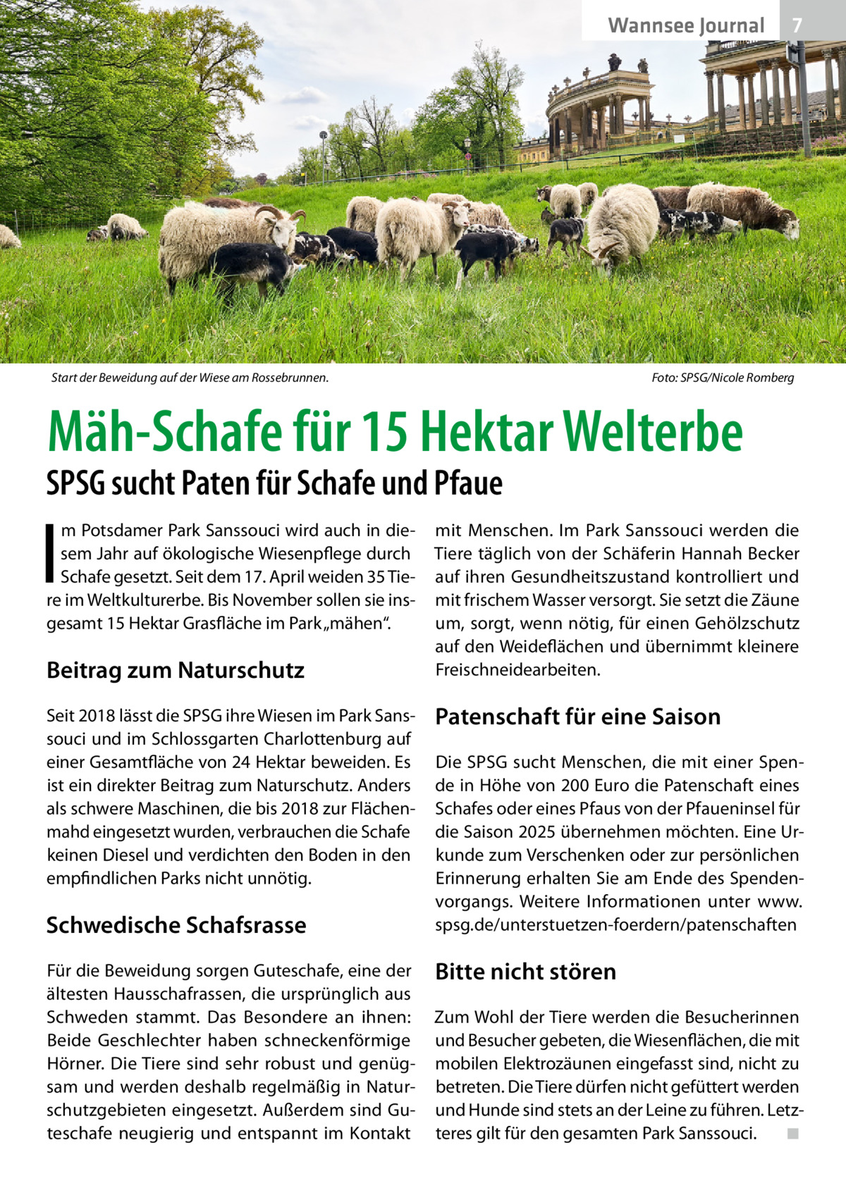 Wannsee Journal  Start der Beweidung auf der Wiese am Rossebrunnen. �  7  Foto: SPSG/Nicole Romberg  Mäh-Schafe für 15 Hektar Welterbe  SPSG sucht Paten für Schafe und Pfaue  I  m Potsdamer Park Sanssouci wird auch in diesem Jahr auf ökologische Wiesenpflege durch Schafe gesetzt. Seit dem 17. April weiden 35 Tiere im Weltkulturerbe. Bis November sollen sie insgesamt 15 Hektar Grasfläche im Park „mähen“.  Beitrag zum Naturschutz Seit 2018 lässt die SPSG ihre Wiesen im Park Sanssouci und im Schlossgarten Charlottenburg auf einer Gesamtfläche von 24 Hektar beweiden. Es ist ein direkter Beitrag zum Naturschutz. Anders als schwere Maschinen, die bis 2018 zur Flächenmahd eingesetzt wurden, verbrauchen die Schafe keinen Diesel und verdichten den Boden in den empfindlichen Parks nicht unnötig.  Schwedische Schafsrasse Für die Beweidung sorgen Guteschafe, eine der ältesten Hausschafrassen, die ursprünglich aus Schweden stammt. Das Besondere an ihnen: Beide Geschlechter haben schneckenförmige Hörner. Die Tiere sind sehr robust und genügsam und werden deshalb regelmäßig in Naturschutzgebieten eingesetzt. Außerdem sind Guteschafe neugierig und entspannt im Kontakt  mit Menschen. Im Park Sanssouci werden die Tiere täglich von der Schäferin Hannah Becker auf ihren Gesundheitszustand kontrolliert und mit frischem Wasser versorgt. Sie setzt die Zäune um, sorgt, wenn nötig, für einen Gehölzschutz auf den Weideflächen und übernimmt kleinere Freischneidearbeiten.  Patenschaft für eine Saison Die SPSG sucht Menschen, die mit einer Spende in Höhe von 200 Euro die Patenschaft eines Schafes oder eines Pfaus von der Pfaueninsel für die Saison 2025 übernehmen möchten. Eine Urkunde zum Verschenken oder zur persönlichen Erinnerung erhalten Sie am Ende des Spendenvorgangs. Weitere Informationen unter www. spsg.de/unterstuetzen-foerdern/patenschaften  Bitte nicht stören Zum Wohl der Tiere werden die Besucherinnen und Besucher gebeten, die Wiesenflächen, die mit mobilen Elektrozäunen eingefasst sind, nicht zu betreten. Die Tiere dürfen nicht gefüttert werden und Hunde sind stets an der Leine zu führen. Letzteres gilt für den gesamten Park Sanssouci.� ◾