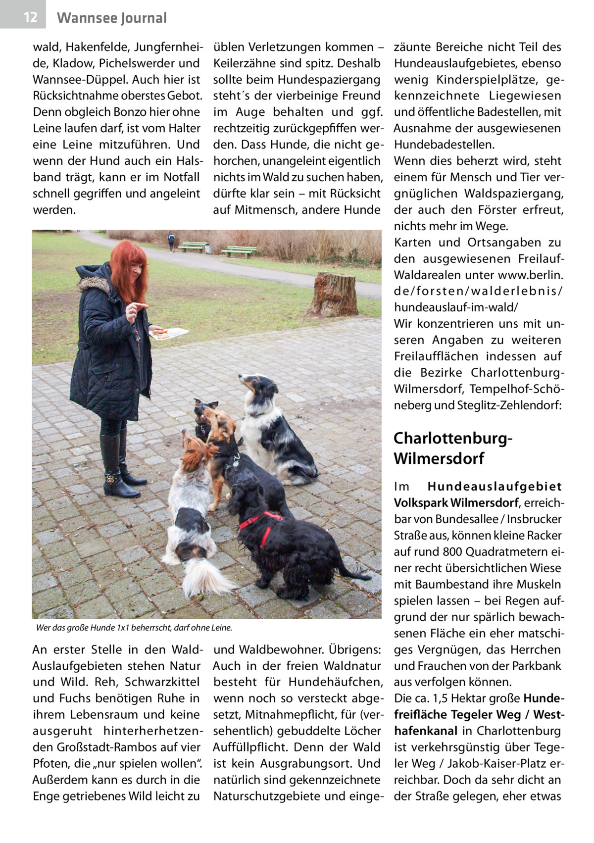 12  Wannsee Journal  wald, Hakenfelde, Jungfernheide, Kladow, Pichelswerder und Wannsee-Düppel. Auch hier ist Rücksichtnahme oberstes Gebot. Denn obgleich Bonzo hier ohne Leine laufen darf, ist vom Halter eine Leine mitzuführen. Und wenn der Hund auch ein Halsband trägt, kann er im Notfall schnell gegriffen und angeleint werden.  üblen Verletzungen kommen – Keilerzähne sind spitz. Deshalb sollte beim Hundespaziergang steht´s der vierbeinige Freund im Auge behalten und ggf. rechtzeitig zurückgepfiffen werden. Dass Hunde, die nicht gehorchen, unangeleint eigentlich nichts im Wald zu suchen haben, dürfte klar sein – mit Rücksicht auf Mitmensch, andere Hunde  zäunte Bereiche nicht Teil des Hundeauslaufgebietes, ebenso wenig Kinderspielplätze, gekennzeichnete Liegewiesen und öffentliche Badestellen, mit Ausnahme der ausgewiesenen Hundebadestellen. Wenn dies beherzt wird, steht einem für Mensch und Tier vergnüglichen Waldspaziergang, der auch den Förster erfreut, nichts mehr im Wege. Karten und Ortsangaben zu den ausgewiesenen FreilaufWaldarealen unter www.berlin. de/forsten/walderlebnis/ hundeauslauf-im-wald/ Wir konzentrieren uns mit unseren Angaben zu weiteren Freilaufflächen indessen auf die Bezirke CharlottenburgWilmersdorf, Tempelhof-Schöneberg und Steglitz-Zehlendorf:  CharlottenburgWilmersdorf  Wer das große Hunde 1x1 beherrscht, darf ohne Leine.  An erster Stelle in den WaldAuslaufgebieten stehen Natur und Wild. Reh, Schwarzkittel und Fuchs benötigen Ruhe in ihrem Lebensraum und keine ausgeruht hinterherhetzenden Großstadt-Rambos auf vier Pfoten, die „nur spielen wollen“. Außerdem kann es durch in die Enge getriebenes Wild leicht zu  und Waldbewohner. Übrigens: Auch in der freien Waldnatur besteht für Hundehäufchen, wenn noch so versteckt abgesetzt, Mitnahmepflicht, für (versehentlich) gebuddelte Löcher Auffüllpflicht. Denn der Wald ist kein Ausgrabungsort. Und natürlich sind gekennzeichnete Naturschutzgebiete und einge I m Hundeauslaufgebiet Volkspark Wilmersdorf, erreichbar von Bundesallee / Insbrucker Straße aus, können kleine Racker auf rund 800 Quadratmetern einer recht übersichtlichen Wiese mit Baumbestand ihre Muskeln spielen lassen – bei Regen aufgrund der nur spärlich bewachsenen Fläche ein eher matschiges Vergnügen, das Herrchen und Frauchen von der Parkbank aus verfolgen können. Die ca. 1,5 Hektar große Hundefreifläche Tegeler Weg / Westhafenkanal in Charlottenburg ist verkehrsgünstig über Tegeler Weg / Jakob-Kaiser-Platz erreichbar. Doch da sehr dicht an der Straße gelegen, eher etwas