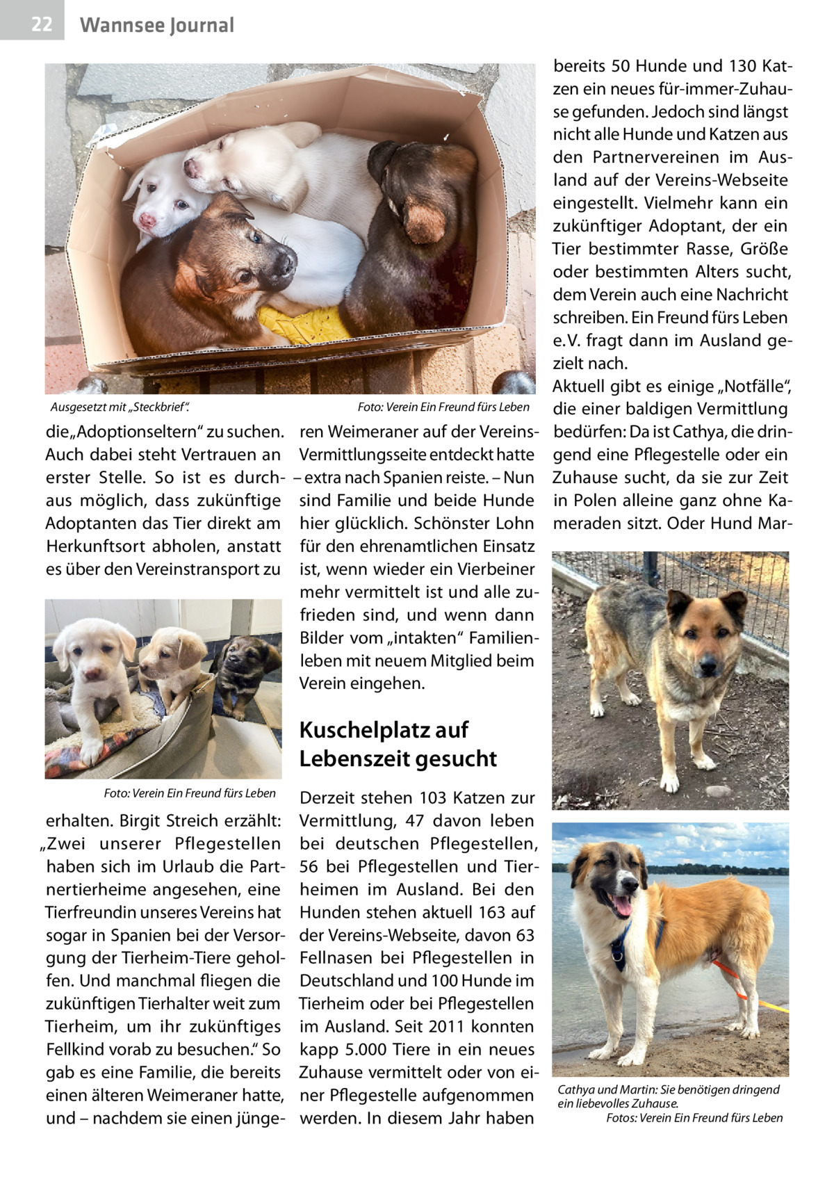22  Wannsee Journal  Ausgesetzt mit „Steckbrief“.�  die „Adoptionseltern“ zu suchen. Auch dabei steht Vertrauen an erster Stelle. So ist es durchaus möglich, dass zukünftige Adoptanten das Tier direkt am Herkunftsort abholen, anstatt es über den Vereinstransport zu  Foto: Verein Ein Freund fürs Leben  ren Weimeraner auf der VereinsVermittlungsseite entdeckt hatte – extra nach Spanien reiste. – Nun sind Familie und beide Hunde hier glücklich. Schönster Lohn für den ehrenamtlichen Einsatz ist, wenn wieder ein Vierbeiner mehr vermittelt ist und alle zufrieden sind, und wenn dann Bilder vom „intakten“ Familienleben mit neuem Mitglied beim Verein eingehen.  bereits 50 Hunde und 130 Katzen ein neues für-immer-Zuhause gefunden. Jedoch sind längst nicht alle Hunde und Katzen aus den Partnervereinen im Ausland auf der Vereins-Webseite eingestellt. Vielmehr kann ein zukünftiger Adoptant, der ein Tier bestimmter Rasse, Größe oder bestimmten Alters sucht, dem Verein auch eine Nachricht schreiben. Ein Freund fürs Leben e. V. fragt dann im Ausland gezielt nach. Aktuell gibt es einige „Notfälle“, die einer baldigen Vermittlung bedürfen: Da ist Cathya, die dringend eine Pflegestelle oder ein Zuhause sucht, da sie zur Zeit in Polen alleine ganz ohne Kameraden sitzt. Oder Hund Mar Kuschelplatz auf Lebenszeit gesucht �  Foto: Verein Ein Freund fürs Leben  erhalten. Birgit Streich erzählt: „Zwei unserer Pflegestellen haben sich im Urlaub die Partnertierheime angesehen, eine Tierfreundin unseres Vereins hat sogar in Spanien bei der Versorgung der Tierheim-Tiere geholfen. Und manchmal fliegen die zukünftigen Tierhalter weit zum Tierheim, um ihr zukünftiges Fellkind vorab zu besuchen.“ So gab es eine Familie, die bereits einen älteren Weimeraner hatte, und – nachdem sie einen jünge Derzeit stehen 103  Katzen zur Vermittlung, 47 davon leben bei deutschen Pflegestellen, 56 bei Pflegestellen und Tierheimen im Ausland. Bei den Hunden stehen aktuell 163 auf der Vereins-Webseite, davon 63 Fellnasen bei Pflegestellen in Deutschland und 100 Hunde im Tierheim oder bei Pflegestellen im Ausland. Seit 2011 konnten kapp 5.000  Tiere in ein neues Zuhause vermittelt oder von einer Pflegestelle aufgenommen werden. In diesem Jahr haben  Cathya und Martin: Sie benötigen dringend ein liebevolles Zuhause. � Fotos: Verein Ein Freund fürs Leben