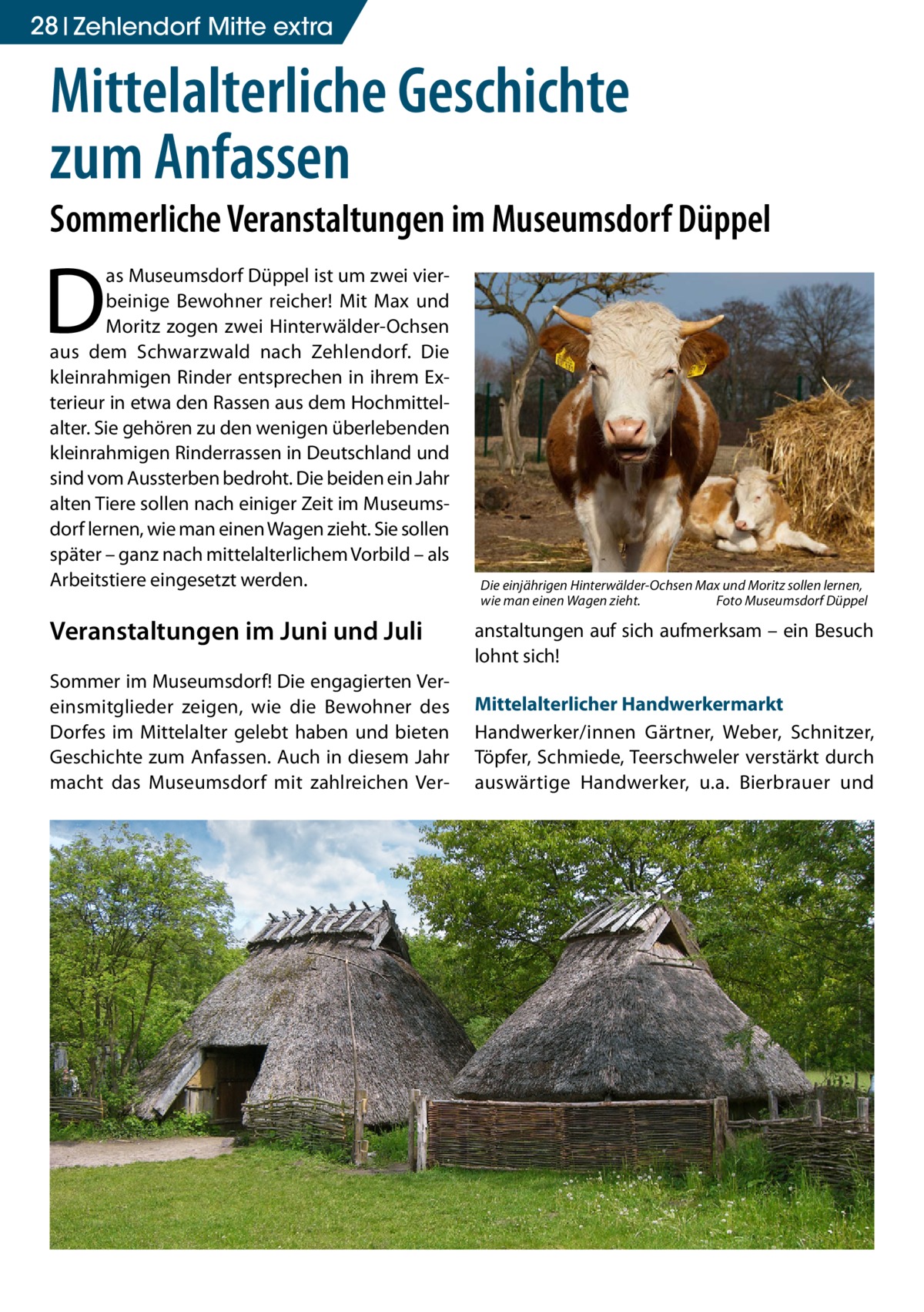 28 Zehlendorf Mitte extra  Mittelalterliche Geschichte zum Anfassen  Sommerliche Veranstaltungen im Museumsdorf Düppel  D  as Museumsdorf Düppel ist um zwei vierbeinige Bewohner reicher! Mit Max und Moritz zogen zwei Hinterwälder-Ochsen aus dem Schwarzwald nach Zehlendorf. Die kleinrahmigen Rinder entsprechen in ihrem Exterieur in etwa den Rassen aus dem Hochmittelalter. Sie gehören zu den wenigen überlebenden kleinrahmigen Rinderrassen in Deutschland und sind vom Aussterben bedroht. Die beiden ein Jahr alten Tiere sollen nach einiger Zeit im Museumsdorf lernen, wie man einen Wagen zieht. Sie sollen später – ganz nach mittelalterlichem Vorbild – als Arbeitstiere eingesetzt werden.  Veranstaltungen im Juni und Juli Sommer im Museumsdorf! Die engagierten Vereinsmitglieder zeigen, wie die Bewohner des Dorfes im Mittelalter gelebt haben und bieten Geschichte zum Anfassen. Auch in diesem Jahr macht das Museumsdorf mit zahlreichen Ver Die einjährigen Hinterwälder-Ochsen Max und Moritz sollen lernen, wie man einen Wagen zieht. � Foto Museumsdorf Düppel  anstaltungen auf sich aufmerksam – ein Besuch lohnt sich! Mittelalterlicher Handwerkermarkt Handwerker/innen Gärtner, Weber, Schnitzer, Töpfer, Schmiede, Teerschweler verstärkt durch auswärtige Handwerker, u.a. Bierbrauer und