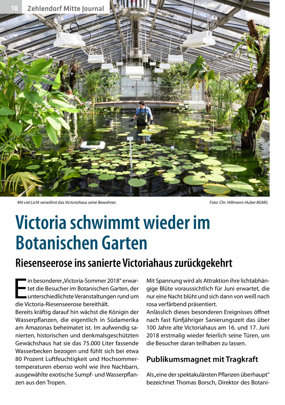 18  Zehlendorf Mitte Journal  Mit viel Licht verwöhnt das Victoriahaus seine Bewohner.�  Foto: Chr. Hillmann-Huber BGMG  Victoria schwimmt wieder im Botanischen Garten Riesenseerose ins sanierte Victoriahaus zurückgekehrt  E  in besonderer „Victoria-Sommer 2018“ erwartet die Besucher im Botanischen Garten, der unterschiedlichste Veranstaltungen rund um die Victoria-Riesenseerose bereithält. Bereits kräftig darauf hin wächst die Königin der Wasserpflanzen, die eigentlich in Südamerika am Amazonas beheimatet ist. Im aufwendig sanierten, historischen und denkmalsgeschützten Gewächshaus hat sie das 75.000 Liter fassende Wasserbecken bezogen und fühlt sich bei etwa 80 Prozent Luftfeuchtigkeit und Hochsommertemperaturen ebenso wohl wie ihre Nachbarn, ausgewählte exotische Sumpf- und Wasserpflanzen aus den Tropen.  Mit Spannung wird als Attraktion ihre lichtabhängige Blüte voraussichtlich für Juni erwartet, die nur eine Nacht blüht und sich dann von weiß nach rosa verfärbend präsentiert. Anlässlich dieses besonderen Ereignisses öffnet nach fast fünfjähriger Sanierungszeit das über 100 Jahre alte Victoriahaus am 16. und 17. Juni 2018 erstmalig wieder feierlich seine Türen, um die Besucher daran teilhaben zu lassen.  Publikumsmagnet mit Tragkraft Als „eine der spektakulärsten Pflanzen überhaupt“ bezeichnet Thomas Borsch, Direktor des Botan