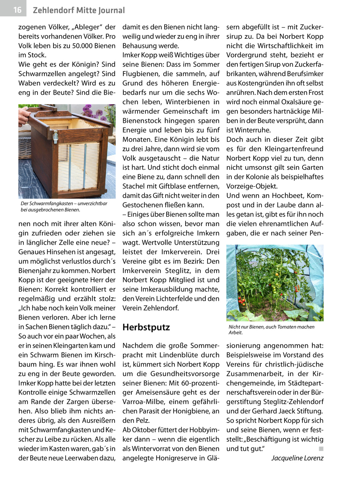 16  Zehlendorf Mitte Journal  zogenen Völker, „Ableger“ der bereits vorhandenen Völker. Pro Volk leben bis zu 50.000 Bienen im Stock. Wie geht es der Königin? Sind Schwarmzellen angelegt? Sind Waben verdeckelt? Wird es zu eng in der Beute? Sind die Bie Der Schwarmfangkasten – unverzichtbar bei ausgebrochenen Bienen.  nen noch mit ihrer alten Königin zufrieden oder ziehen sie in länglicher Zelle eine neue? – Genaues Hinsehen ist angesagt, um möglichst verlustlos durch´s Bienenjahr zu kommen. Norbert Kopp ist der geeignete Herr der Bienen: Korrekt kontrolliert er regelmäßig und erzählt stolz: „Ich habe noch kein Volk meiner Bienen verloren. Aber ich lerne in Sachen Bienen täglich dazu.“ – So auch vor ein paar Wochen, als er in seinen Kleingarten kam und ein Schwarm Bienen im Kirschbaum hing. Es war ihnen wohl zu eng in der Beute geworden. Imker Kopp hatte bei der letzten Kontrolle einige Schwarmzellen am Rande der Zargen übersehen. Also blieb ihm nichts anderes übrig, als den Ausreißern mit Schwarmfangkasten und Kescher zu Leibe zu rücken. Als alle wieder im Kasten waren, gab´s in der Beute neue Leerwaben dazu,  damit es den Bienen nicht langweilig und wieder zu eng in ihrer Behausung werde. Imker Kopp weiß Wichtiges über seine Bienen: Dass im Sommer Flugbienen, die sammeln, auf Grund des höheren Energiebedarfs nur um die sechs Wochen leben, Winterbienen in wärmender Gemeinschaft im Bienenstock hingegen sparen Energie und leben bis zu fünf Monaten. Eine Königin lebt bis zu drei Jahre, dann wird sie vom Volk ausgetauscht – die Natur ist hart. Und sticht doch einmal eine Biene zu, dann schnell den Stachel mit Giftblase entfernen, damit das Gift nicht weiter in den Gestochenen fließen kann. – Einiges über Bienen sollte man also schon wissen, bevor man sich an´s erfolgreiche Imkern wagt. Wertvolle Unterstützung leistet der Imkerverein. Drei Vereine gibt es im Bezirk: Den Imkerverein Steglitz, in dem Norbert Kopp Mitglied ist und seine Imkerausbildung machte, den Verein Lichterfelde und den Verein Zehlendorf.  Herbstputz Nachdem die große Sommerpracht mit Lindenblüte durch ist, kümmert sich Norbert Kopp um die Gesundheitsvorsorge seiner Bienen: Mit 60-prozentiger Ameisensäure geht es der Varroa-Milbe, einem gefährlichen Parasit der Honigbiene, an den Pelz. Ab Oktober füttert der Hobbyimker dann – wenn die eigentlich als Wintervorrat von den Bienen angelegte Honigreserve in Glä sern abgefüllt ist – mit Zuckersirup zu. Da bei Norbert Kopp nicht die Wirtschaftlichkeit im Vordergrund steht, bezieht er den fertigen Sirup von Zuckerfabrikanten, während Berufsimker aus Kostengründen ihn oft selbst anrühren. Nach dem ersten Frost wird noch einmal Oxalsäure gegen besonders hartnäckige Milben in der Beute versprüht, dann ist Winterruhe. Doch auch in dieser Zeit gibt es für den Kleingartenfreund Norbert Kopp viel zu tun, denn nicht umsonst gilt sein Garten in der Kolonie als beispielhaftes Vorzeige-Objekt. Und wenn an Hochbeet, Kompost und in der Laube dann alles getan ist, gibt es für ihn noch die vielen ehrenamtlichen Aufgaben, die er nach seiner Pen Nicht nur Bienen, auch Tomaten machen Arbeit.  sionierung angenommen hat: Beispielsweise im Vorstand des Vereins für christlich-jüdische Zusammenarbeit, in der Kirchengemeinde, im Städtepartnerschaftsverein oder in der Bürgerstiftung Steglitz-Zehlendorf und der Gerhard Jaeck Stiftung. So spricht Norbert Kopp für sich und seine Bienen, wenn er feststellt: „Beschäftigung ist wichtig und tut gut.“� ◾ � Jacqueline Lorenz