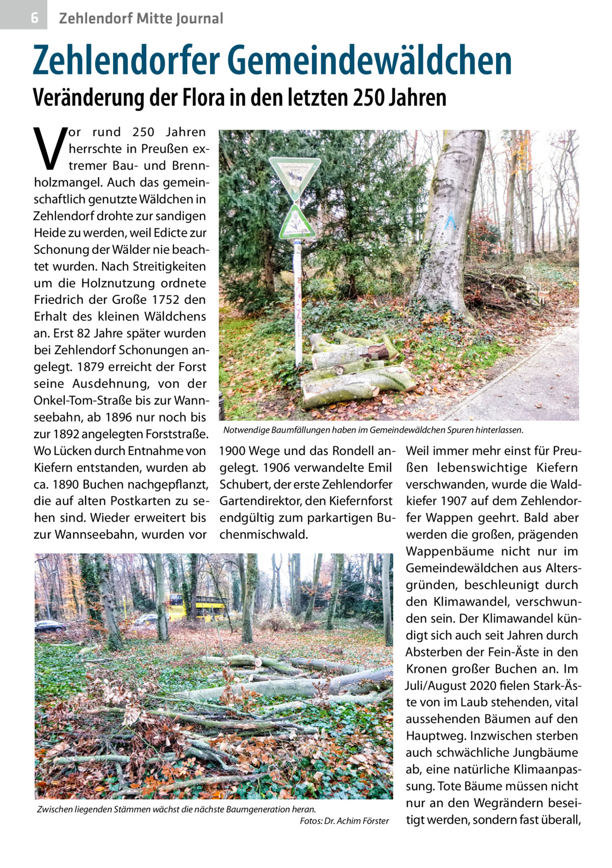 6  Zehlendorf Mitte Journal  Zehlendorfer Gemeindewäldchen Veränderung der Flora in den letzten 250 Jahren  V  or rund 250  Jahren herrschte in Preußen extremer Bau- und Brennholzmangel. Auch das gemeinschaftlich genutzte Wäldchen in Zehlendorf drohte zur sandigen Heide zu werden, weil Edicte zur Schonung der Wälder nie beachtet wurden. Nach Streitigkeiten um die Holznutzung ordnete Friedrich der Große 1752 den Erhalt des kleinen Wäldchens an. Erst 82 Jahre später wurden bei Zehlendorf Schonungen angelegt. 1879 erreicht der Forst seine Ausdehnung, von der Onkel-Tom-Straße bis zur Wannseebahn, ab 1896 nur noch bis zur 1892 angelegten Forststraße. Wo Lücken durch Entnahme von Kiefern entstanden, wurden ab ca. 1890 Buchen nachgepflanzt, die auf alten Postkarten zu sehen sind. Wieder erweitert bis zur Wannseebahn, wurden vor  Notwendige Baumfällungen haben im Gemeindewäldchen Spuren hinterlassen.  1900 Wege und das Rondell angelegt. 1906 verwandelte Emil Schubert, der erste Zehlendorfer Gartendirektor, den Kiefernforst endgültig zum parkartigen Buchenmischwald.  Zwischen liegenden Stämmen wächst die nächste Baumgeneration heran. � Fotos: Dr. Achim Förster  Weil immer mehr einst für Preußen lebenswichtige Kiefern verschwanden, wurde die Waldkiefer 1907 auf dem Zehlendorfer Wappen geehrt. Bald aber werden die großen, prägenden Wappenbäume nicht nur im Gemeindewäldchen aus Altersgründen, beschleunigt durch den Klimawandel, verschwunden sein. Der Klimawandel kündigt sich auch seit Jahren durch Absterben der Fein-Äste in den Kronen großer Buchen an. Im Juli/August 2020 fielen Stark-Äste von im Laub stehenden, vital aussehenden Bäumen auf den Hauptweg. Inzwischen sterben auch schwächliche Jungbäume ab, eine natürliche Klimaanpassung. Tote Bäume müssen nicht nur an den Wegrändern beseitigt werden, sondern fast überall,