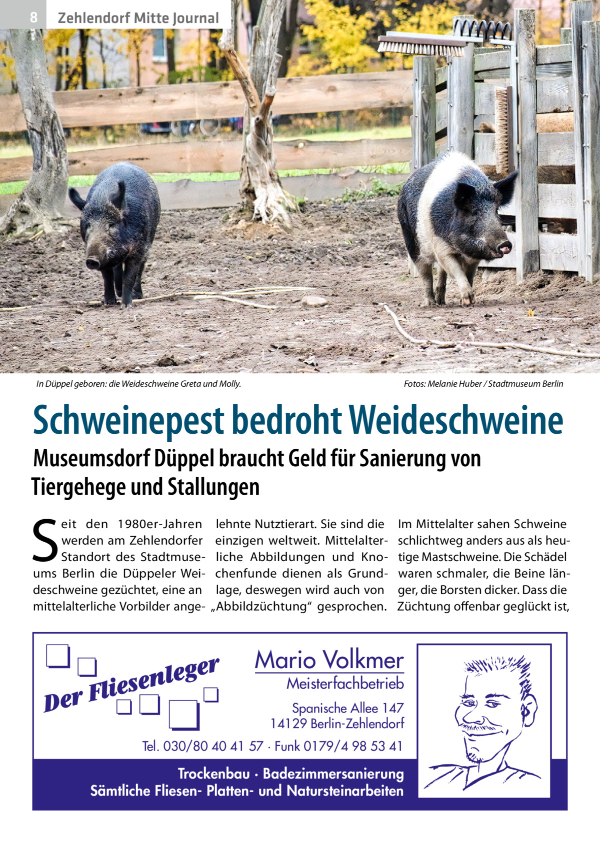 8  Zehlendorf Mitte Journal  In Düppel geboren: die Weideschweine Greta und Molly.�  Fotos: Melanie Huber / Stadtmuseum Berlin  Schweinepest bedroht Weideschweine  Museumsdorf Düppel braucht Geld für Sanierung von Tiergehege und Stallungen  S  eit den 1980er-Jahren werden am Zehlendorfer Standort des Stadtmuseums Berlin die Düppeler Weideschweine gezüchtet, eine an mittelalterliche Vorbilder ange lehnte Nutztierart. Sie sind die einzigen weltweit. Mittelalterliche Abbildungen und Knochenfunde dienen als Grundlage, deswegen wird auch von „Abbildzüchtung“ gesprochen.  Im Mittelalter sahen Schweine schlichtweg anders aus als heutige Mastschweine. Die Schädel waren schmaler, die Beine länger, die Borsten dicker. Dass die Züchtung offenbar geglückt ist,  Mario Volkmer  Meisterfachbetrieb  Spanische Allee 147 14129 Berlin-Zehlendorf Tel. 030/80 40 41 57 · Funk 0179/4 98 53 41  Trockenbau · Badezimmersanierung Sämtliche Fliesen- Platten- und Natursteinarbeiten