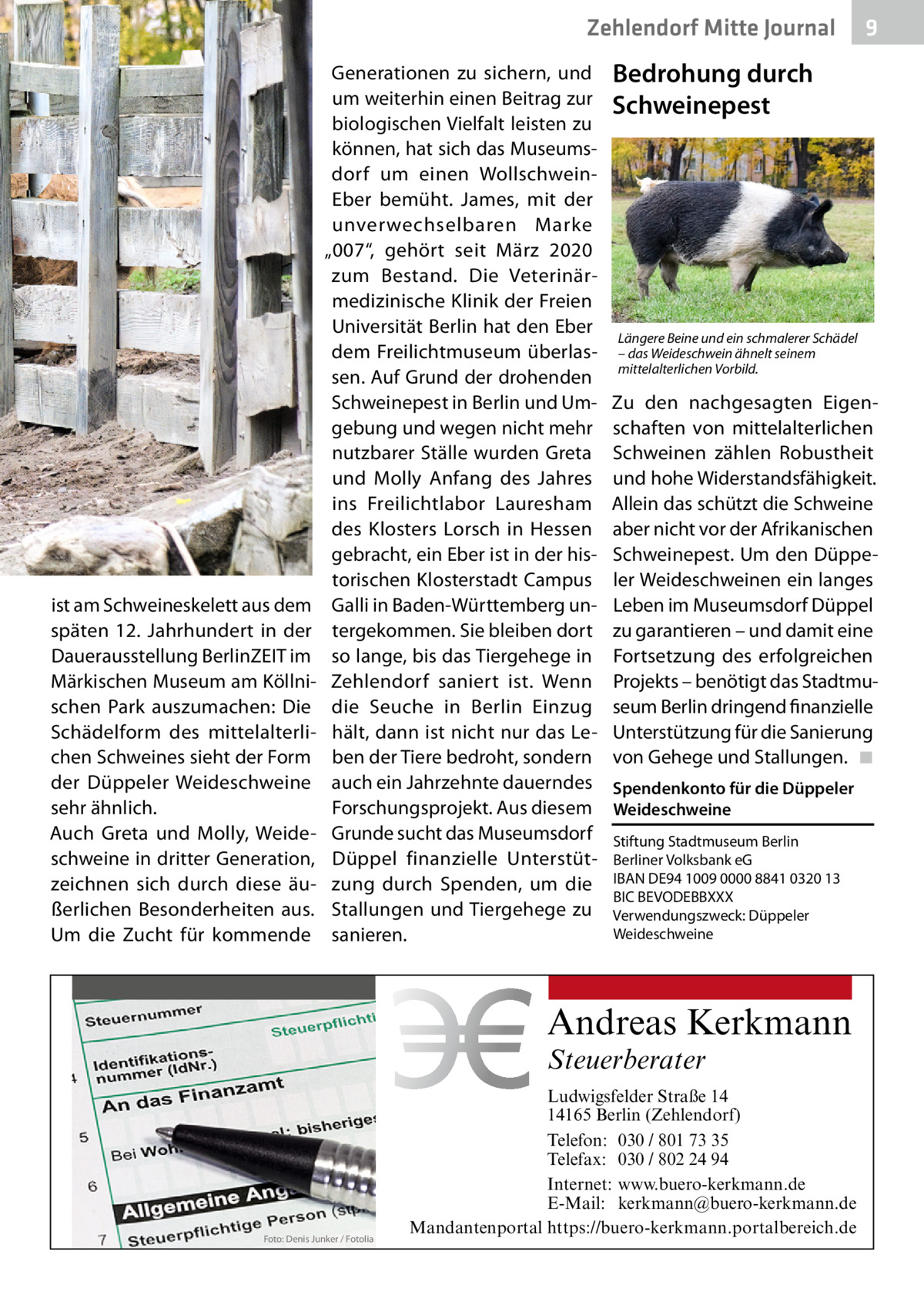 Zehlendorf Mitte Journal  ist am Schweineskelett aus dem späten 12.  Jahrhundert in der Dauerausstellung BerlinZEIT im Märkischen Museum am Köllnischen Park auszumachen: Die Schädelform des mittelalterlichen Schweines sieht der Form der Düppeler Weideschweine sehr ähnlich. Auch Greta und Molly, Weideschweine in dritter Generation, zeichnen sich durch diese äußerlichen Besonderheiten aus. Um die Zucht für kommende  Generationen zu sichern, und um weiterhin einen Beitrag zur biologischen Vielfalt leisten zu können, hat sich das Museumsdorf um einen WollschweinEber bemüht. James, mit der unverwechselbaren Marke „007“, gehört seit März 2020 zum Bestand. Die Veterinärmedizinische Klinik der Freien Universität Berlin hat den Eber dem Freilichtmuseum überlassen. Auf Grund der drohenden Schweinepest in Berlin und Umgebung und wegen nicht mehr nutzbarer Ställe wurden Greta und Molly Anfang des Jahres ins Freilichtlabor Lauresham des Klosters Lorsch in Hessen gebracht, ein Eber ist in der historischen Klosterstadt Campus Galli in Baden-Württemberg untergekommen. Sie bleiben dort so lange, bis das Tiergehege in Zehlendorf saniert ist. Wenn die Seuche in Berlin Einzug hält, dann ist nicht nur das Leben der Tiere bedroht, sondern auch ein Jahrzehnte dauerndes Forschungsprojekt. Aus diesem Grunde sucht das Museumsdorf Düppel finanzielle Unterstützung durch Spenden, um die Stallungen und Tiergehege zu sanieren.  Bedrohung durch Schweinepest  Längere Beine und ein schmalerer Schädel – das Weideschwein ähnelt seinem mittelalterlichen Vorbild.  Zu den nachgesagten Eigenschaften von mittelalterlichen Schweinen zählen Robustheit und hohe Widerstandsfähigkeit. Allein das schützt die Schweine aber nicht vor der Afrikanischen Schweinepest. Um den Düppeler Weideschweinen ein langes Leben im Museumsdorf Düppel zu garantieren – und damit eine Fortsetzung des erfolgreichen Projekts – benötigt das Stadtmuseum Berlin dringend finanzielle Unterstützung für die Sanierung von Gehege und Stallungen. � ◾ Spendenkonto für die Düppeler Weideschweine Stiftung Stadtmuseum Berlin Berliner Volksbank eG IBAN DE94 1009 0000 8841 0320 13 BIC BEVODEBBXXX Verwendungszweck: Düppeler Weideschweine  Andreas Kerkmann Steuerberater  Foto: Denis Junker / Fotolia  9  Ludwigsfelder Straße 14 14165 Berlin (Zehlendorf) Telefon: 030 / 801 73 35 Telefax: 030 / 802 24 94 Internet: www.buero-kerkmann.de E-Mail: kerkmann@buero-kerkmann.de Mandantenportal https://buero-kerkmann.portalbereich.de