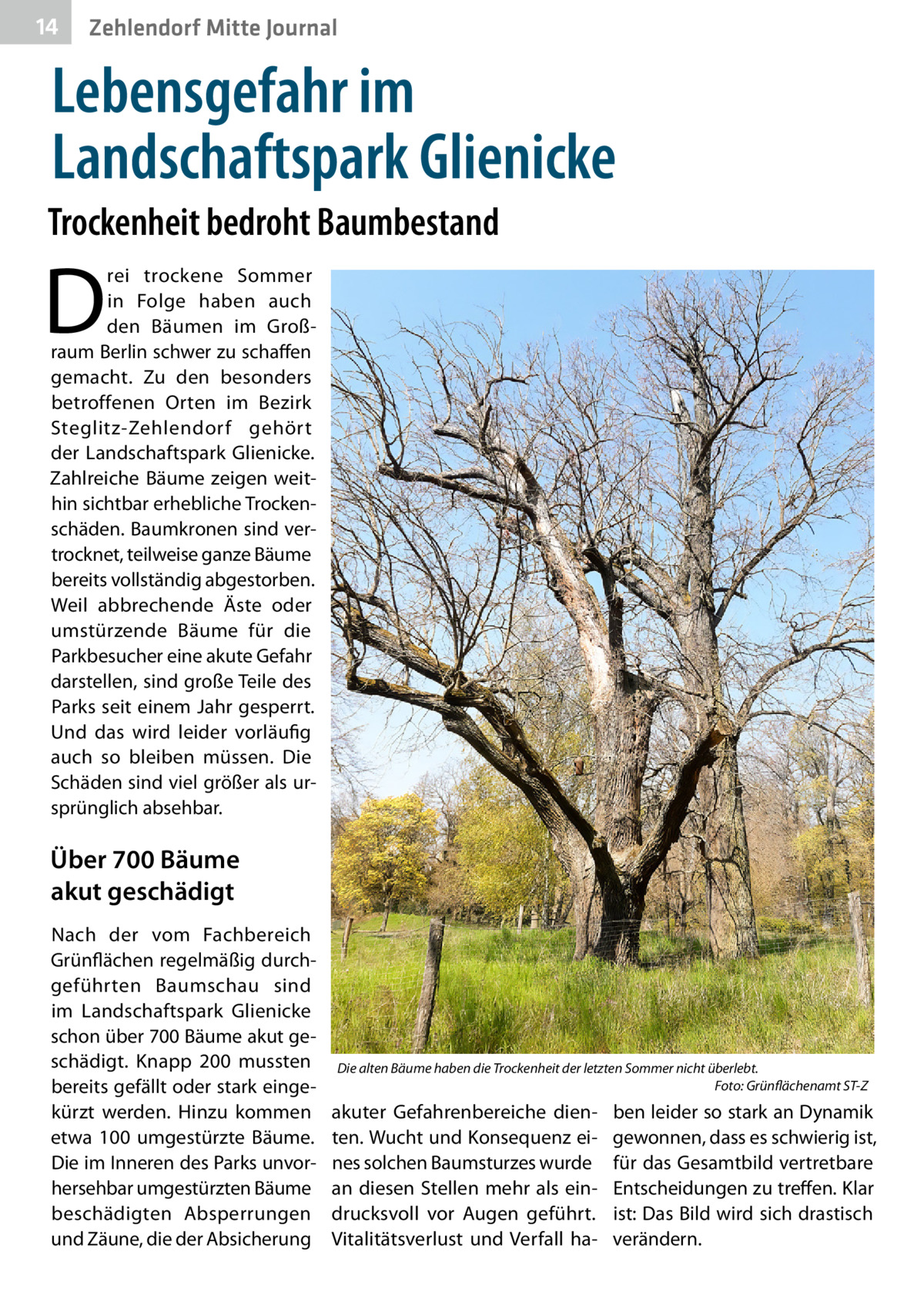 14  Zehlendorf Mitte Journal  Lebensgefahr im Landschaftspark Glienicke Trockenheit bedroht Baumbestand  D  rei trockene Sommer in Folge haben auch den Bäumen im Großraum Berlin schwer zu schaffen gemacht. Zu den besonders betroffenen Orten im Bezirk Steglitz-Zehlendorf gehört der Landschaftspark Glienicke. Zahlreiche Bäume zeigen weithin sichtbar erhebliche Trockenschäden. Baumkronen sind vertrocknet, teilweise ganze Bäume bereits vollständig abgestorben. Weil abbrechende Äste oder umstürzende Bäume für die Parkbesucher eine akute Gefahr darstellen, sind große Teile des Parks seit einem Jahr gesperrt. Und das wird leider vorläufig auch so bleiben müssen. Die Schäden sind viel größer als ursprünglich absehbar.  Über 700 Bäume akut geschädigt Nach der vom Fachbereich Grünflächen regelmäßig durchgeführten Baumschau sind im Landschaftspark Glienicke schon über 700 Bäume akut geschädigt. Knapp 200 mussten bereits gefällt oder stark eingekürzt werden. Hinzu kommen etwa 100 umgestürzte Bäume. Die im Inneren des Parks unvorhersehbar umgestürzten Bäume beschädigten Absperrungen und Zäune, die der Absicherung  Die alten Bäume haben die Trockenheit der letzten Sommer nicht überlebt. � Foto: Grünflächenamt ST-Z  akuter Gefahrenbereiche dienten. Wucht und Konsequenz eines solchen Baumsturzes wurde an diesen Stellen mehr als eindrucksvoll vor Augen geführt. Vitalitätsverlust und Verfall ha ben leider so stark an Dynamik gewonnen, dass es schwierig ist, für das Gesamtbild vertretbare Entscheidungen zu treffen. Klar ist: Das Bild wird sich drastisch verändern.