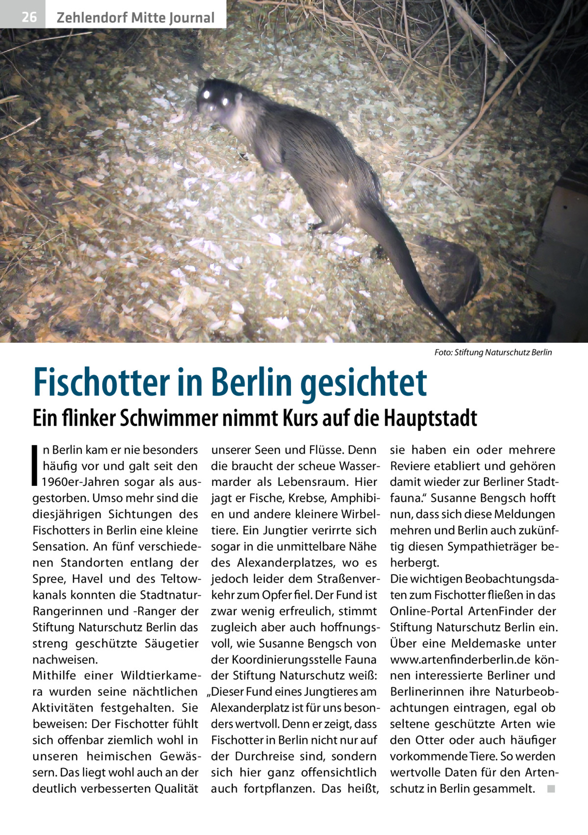 26  Zehlendorf Mitte Journal  �  Fischotter in Berlin gesichtet  Foto: Stiftung Naturschutz Berlin  Ein flinker Schwimmer nimmt Kurs auf die Hauptstadt  I  n Berlin kam er nie besonders häufig vor und galt seit den 1960er-Jahren sogar als ausgestorben. Umso mehr sind die diesjährigen Sichtungen des Fischotters in Berlin eine kleine Sensation. An fünf verschiedenen Standorten entlang der Spree, Havel und des Teltowkanals konnten die StadtnaturRangerinnen und -Ranger der Stiftung Naturschutz Berlin das streng geschützte Säugetier nachweisen. Mithilfe einer Wildtierkamera wurden seine nächtlichen Aktivitäten festgehalten. Sie beweisen: Der Fischotter fühlt sich offenbar ziemlich wohl in unseren heimischen Gewässern. Das liegt wohl auch an der deutlich verbesserten Qualität  unserer Seen und Flüsse. Denn die braucht der scheue Wassermarder als Lebensraum. Hier jagt er Fische, Krebse, Amphibien und andere kleinere Wirbeltiere. Ein Jungtier verirrte sich sogar in die unmittelbare Nähe des Alexanderplatzes, wo es jedoch leider dem Straßenverkehr zum Opfer fiel. Der Fund ist zwar wenig erfreulich, stimmt zugleich aber auch hoffnungsvoll, wie Susanne Bengsch von der Koordinierungsstelle Fauna der Stiftung Naturschutz weiß: „Dieser Fund eines Jungtieres am Alexanderplatz ist für uns besonders wertvoll. Denn er zeigt, dass Fischotter in Berlin nicht nur auf der Durchreise sind, sondern sich hier ganz offensichtlich auch fortpflanzen. Das heißt,  sie haben ein oder mehrere Reviere etabliert und gehören damit wieder zur Berliner Stadtfauna.“ Susanne Bengsch hofft nun, dass sich diese Meldungen mehren und Berlin auch zukünftig diesen Sympathieträger beherbergt. Die wichtigen Beobachtungsdaten zum Fischotter fließen in das Online-Portal ArtenFinder der Stiftung Naturschutz Berlin ein. Über eine Meldemaske unter www.artenfinderberlin.de können interessierte Berliner und Berlinerinnen ihre Naturbeobachtungen eintragen, egal ob seltene geschützte Arten wie den Otter oder auch häufiger vorkommende Tiere. So werden wertvolle Daten für den Artenschutz in Berlin gesammelt.� ◾