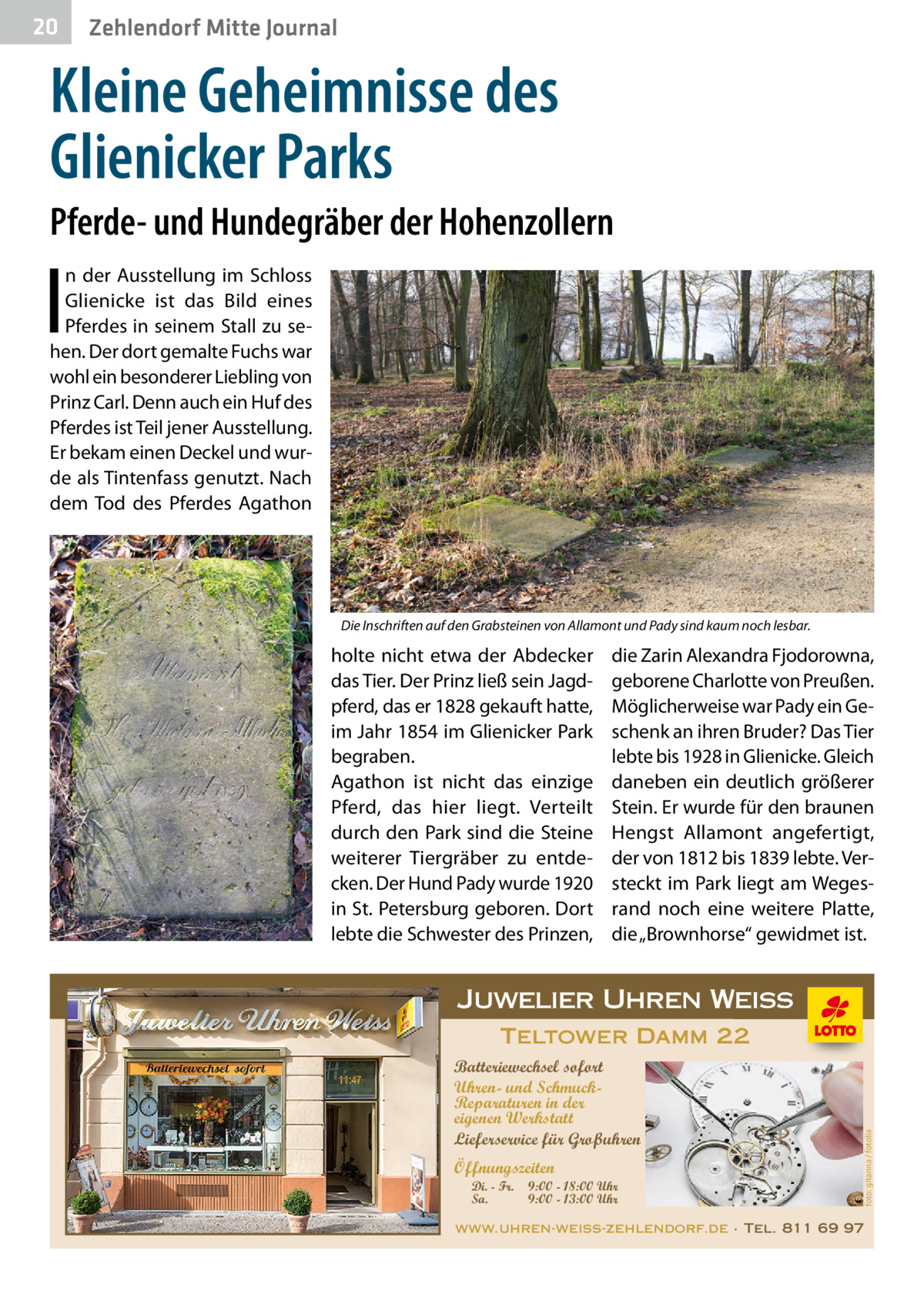 20  Zehlendorf Mitte Journal  Kleine Geheimnisse des Glienicker Parks Pferde- und Hundegräber der Hohenzollern  I  n der Ausstellung im Schloss Glienicke ist das Bild eines Pferdes in seinem Stall zu sehen. Der dort gemalte Fuchs war wohl ein besonderer Liebling von Prinz Carl. Denn auch ein Huf des Pferdes ist Teil jener Ausstellung. Er bekam einen Deckel und wurde als Tintenfass genutzt. Nach dem Tod des Pferdes Agathon  Die Inschriften auf den Grabsteinen von Allamont und Pady sind kaum noch lesbar.  holte nicht etwa der Abdecker das Tier. Der Prinz ließ sein Jagdpferd, das er 1828 gekauft hatte, im Jahr 1854 im Glienicker Park begraben. Agathon ist nicht das einzige Pferd, das hier liegt. Verteilt durch den Park sind die Steine weiterer Tiergräber zu entdecken. Der Hund Pady wurde 1920 in St. Petersburg geboren. Dort lebte die Schwester des Prinzen,  die Zarin Alexandra Fjodorowna, geborene Charlotte von Preußen. Möglicherweise war Pady ein Geschenk an ihren Bruder? Das Tier lebte bis 1928 in Glienicke. Gleich daneben ein deutlich größerer Stein. Er wurde für den braunen Hengst Allamont angefertigt, der von 1812 bis 1839 lebte. Versteckt im Park liegt am Wegesrand noch eine weitere Platte, die „Brownhorse“ gewidmet ist.  Juwelier Uhren Weiss  Öffnungszeiten Di. - Fr. Sa.  9:00 - 18:00 Uhr 9:00 - 13:00 Uhr  foto: gitanna / fotolia  Teltower Damm 22 Batteriewechsel sofort Uhren- und SchmuckReparaturen in der eigenen Werkstatt Lieferservice für Großuhren  www.uhren-weiss-zehlendorf.de · Tel. 811 69 97