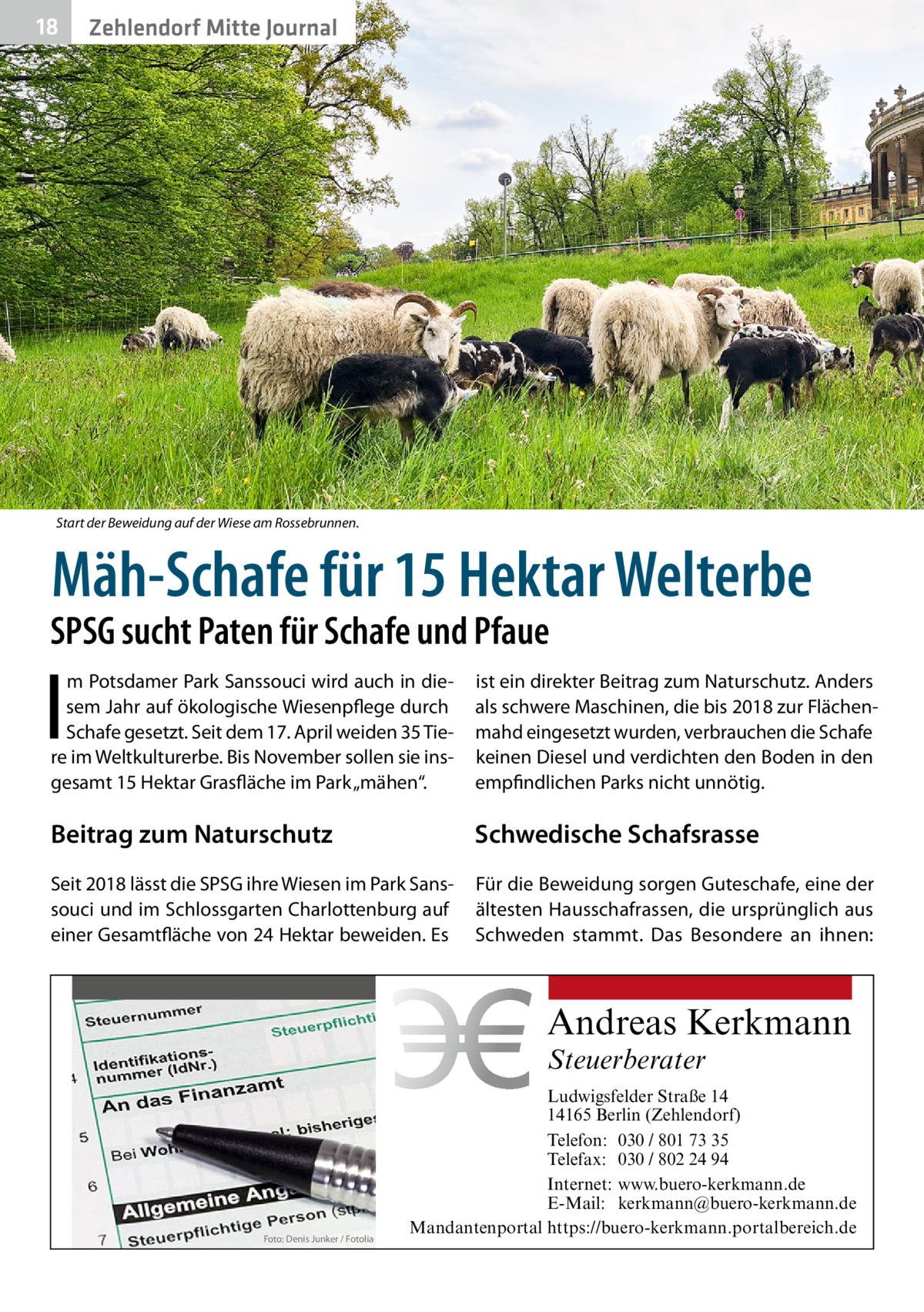 18  Zehlendorf Mitte Journal  Start der Beweidung auf der Wiese am Rossebrunnen. �  Mäh-Schafe für 15 Hektar Welterbe  SPSG sucht Paten für Schafe und Pfaue  I  m Potsdamer Park Sanssouci wird auch in diesem Jahr auf ökologische Wiesenpflege durch Schafe gesetzt. Seit dem 17. April weiden 35 Tiere im Weltkulturerbe. Bis November sollen sie insgesamt 15 Hektar Grasfläche im Park „mähen“.  ist ein direkter Beitrag zum Naturschutz. Anders als schwere Maschinen, die bis 2018 zur Flächenmahd eingesetzt wurden, verbrauchen die Schafe keinen Diesel und verdichten den Boden in den empfindlichen Parks nicht unnötig.  Beitrag zum Naturschutz  Schwedische Schafsrasse  Seit 2018 lässt die SPSG ihre Wiesen im Park Sanssouci und im Schlossgarten Charlottenburg auf einer Gesamtfläche von 24 Hektar beweiden. Es  Für die Beweidung sorgen Guteschafe, eine der ältesten Hausschafrassen, die ursprünglich aus Schweden stammt. Das Besondere an ihnen:  Andreas Kerkmann Steuerberater  Foto: Denis Junker / Fotolia  Ludwigsfelder Straße 14 14165 Berlin (Zehlendorf) Telefon: 030 / 801 73 35 Telefax: 030 / 802 24 94 Internet: www.buero-kerkmann.de E-Mail: kerkmann@buero-kerkmann.de Mandantenportal https://buero-kerkmann.portalbereich.de