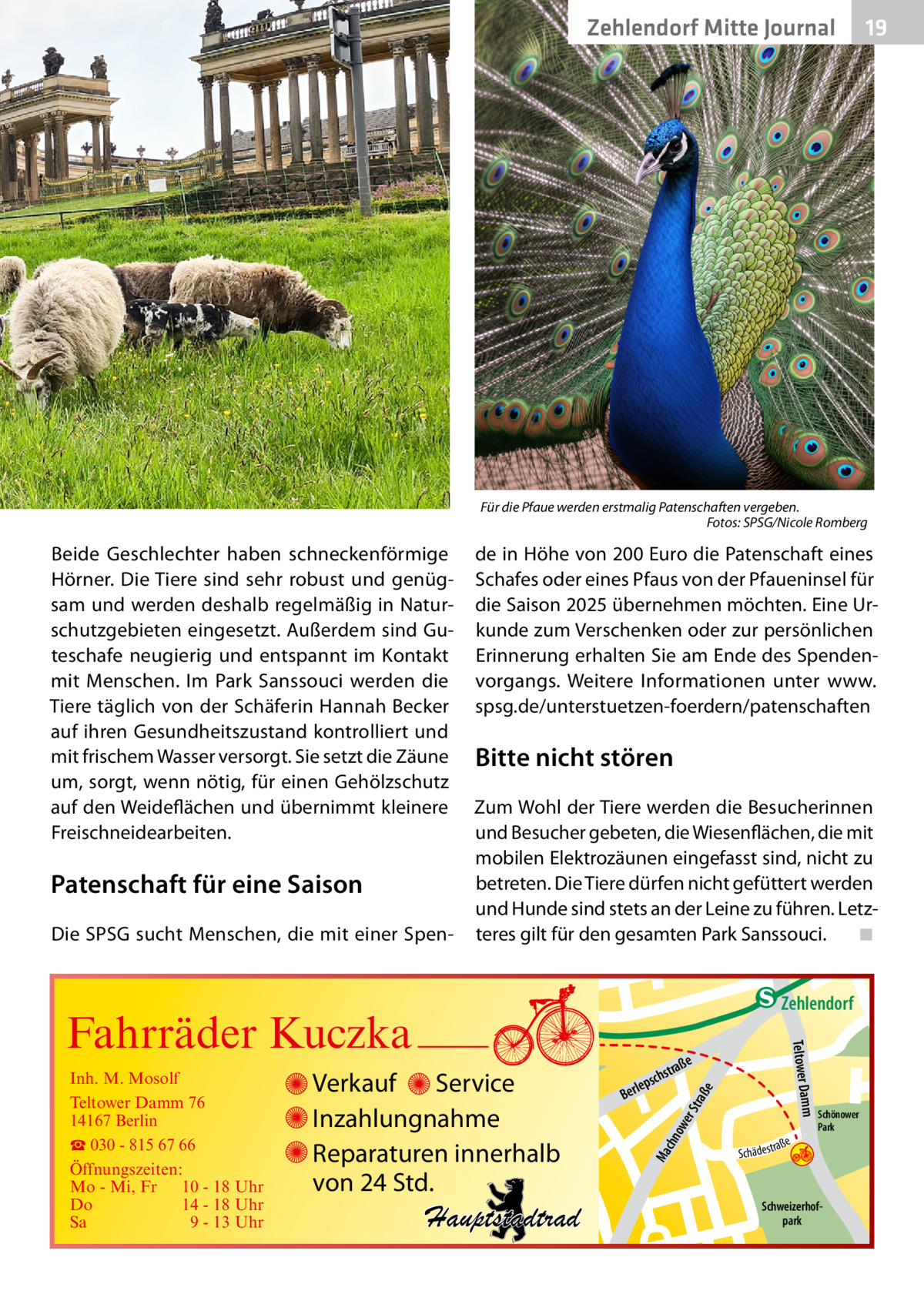 Zehlendorf Mitte Journal  19  Für die Pfaue werden erstmalig Patenschaften vergeben. � Fotos: SPSG/Nicole Romberg  Beide Geschlechter haben schneckenförmige Hörner. Die Tiere sind sehr robust und genügsam und werden deshalb regelmäßig in Naturschutzgebieten eingesetzt. Außerdem sind Guteschafe neugierig und entspannt im Kontakt mit Menschen. Im Park Sanssouci werden die Tiere täglich von der Schäferin Hannah Becker auf ihren Gesundheitszustand kontrolliert und mit frischem Wasser versorgt. Sie setzt die Zäune um, sorgt, wenn nötig, für einen Gehölzschutz auf den Weideflächen und übernimmt kleinere Freischneidearbeiten.  Patenschaft für eine Saison Die SPSG sucht Menschen, die mit einer Spen de in Höhe von 200 Euro die Patenschaft eines Schafes oder eines Pfaus von der Pfaueninsel für die Saison 2025 übernehmen möchten. Eine Urkunde zum Verschenken oder zur persönlichen Erinnerung erhalten Sie am Ende des Spendenvorgangs. Weitere Informationen unter www. spsg.de/unterstuetzen-foerdern/patenschaften  Bitte nicht stören Zum Wohl der Tiere werden die Besucherinnen und Besucher gebeten, die Wiesenflächen, die mit mobilen Elektrozäunen eingefasst sind, nicht zu betreten. Die Tiere dürfen nicht gefüttert werden und Hunde sind stets an der Leine zu führen. Letzteres gilt für den gesamten Park Sanssouci.� ◾  e  ow er S traß chn  Ma  Schönower Park  Schweizerhofpark  Str.  jery str.  str.  andd  ra ße  h rauc  Hauptstadtrad  S c hä d e s t  Mühlenstr -H Prinz  e raß  chst  leps  Ber  mm  Verkauf Service Inzahlungnahme Reparaturen innerhalb von 24 Std.  udstr.  Gertra  Inh. M. Mosolf Teltower Damm 76 14167 Berlin ☎ 030 - 815 67 66 Öffnungszeiten: Mo - Mi, Fr 10 - 18 Uhr Do 14 - 18 Uhr Sa 9 - 13 Uhr  Teltower Da  Fahrräder Kuczka  n e Stub  Zehlendorf