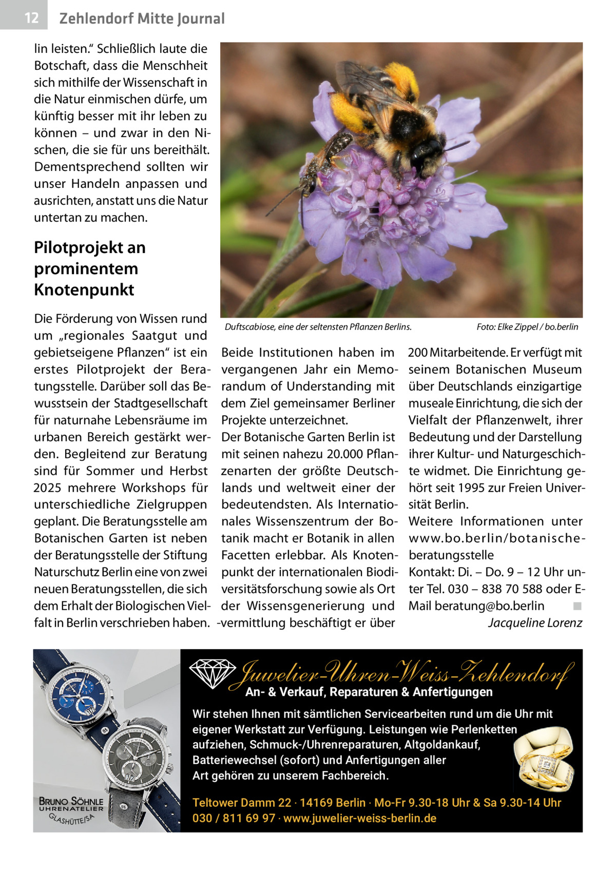 12  Zehlendorf Mitte Journal  lin leisten.“ Schließlich laute die Botschaft, dass die Menschheit sich mithilfe der Wissenschaft in die Natur einmischen dürfe, um künftig besser mit ihr leben zu können – und zwar in den Nischen, die sie für uns bereithält. Dementsprechend sollten wir unser Handeln anpassen und ausrichten, anstatt uns die Natur untertan zu machen.  Pilotprojekt an prominentem Knotenpunkt Die Förderung von Wissen rund um „regionales Saatgut und gebietseigene Pflanzen“ ist ein erstes Pilotprojekt der Beratungsstelle. Darüber soll das Bewusstsein der Stadtgesellschaft für naturnahe Lebensräume im urbanen Bereich gestärkt werden. Begleitend zur Beratung sind für Sommer und Herbst 2025 mehrere Workshops für unterschiedliche Zielgruppen geplant. Die Beratungsstelle am Botanischen Garten ist neben der Beratungsstelle der Stiftung Naturschutz Berlin eine von zwei neuen Beratungsstellen, die sich dem Erhalt der Biologischen Vielfalt in Berlin verschrieben haben.  Duftscabiose, eine der seltensten Pflanzen Berlins.  Beide Institutionen haben im vergangenen Jahr ein Memorandum of Understanding mit dem Ziel gemeinsamer Berliner Projekte unterzeichnet. Der Botanische Garten Berlin ist mit seinen nahezu 20.000 Pflanzenarten der größte Deutschlands und weltweit einer der bedeutendsten. Als Internationales Wissenszentrum der Botanik macht er Botanik in allen Facetten erlebbar. Als Knotenpunkt der internationalen Biodiversitätsforschung sowie als Ort der Wissensgenerierung und -vermittlung beschäftigt er über  Foto: Elke Zippel / bo.berlin  200 Mitarbeitende. Er verfügt mit seinem Botanischen Museum über Deutschlands einzigartige museale Einrichtung, die sich der Vielfalt der Pflanzenwelt, ihrer Bedeutung und der Darstellung ihrer Kultur- und Naturgeschichte widmet. Die Einrichtung gehört seit 1995 zur Freien Universität Berlin. Weitere Informationen unter www.bo.berlin/botanische beratungsstelle Kontakt: Di. – Do. 9 – 12 Uhr unter Tel. 030 – 838 70 588 oder EMail beratung@bo.berlin ◾ Jacqueline Lorenz  Juwelier-UhrenWeiss-Zehlendorf An- & Verkauf‚ Reparaturen & Anfertigungen Wir stehen Ihnen mit sämtlichen Servicearbeiten rund um die Uhr mit eigener Werkstatt zur Verfügung. Leistungen wie Perlenketten aufziehen, Schmuck-/Uhrenreparaturen‚ Altgoldankauf, Batteriewechsel (sofort) und Anfertigungen aller Art gehören zu unserem Fachbereich. Teltower Damm 22 ‧ 14169 Berlin ‧ Mo-Fr 9.30-18 Uhr & Sa 9.30-14 Uhr 030 / 811 69 97 ‧ www.juwelier-weiss-berlin.de